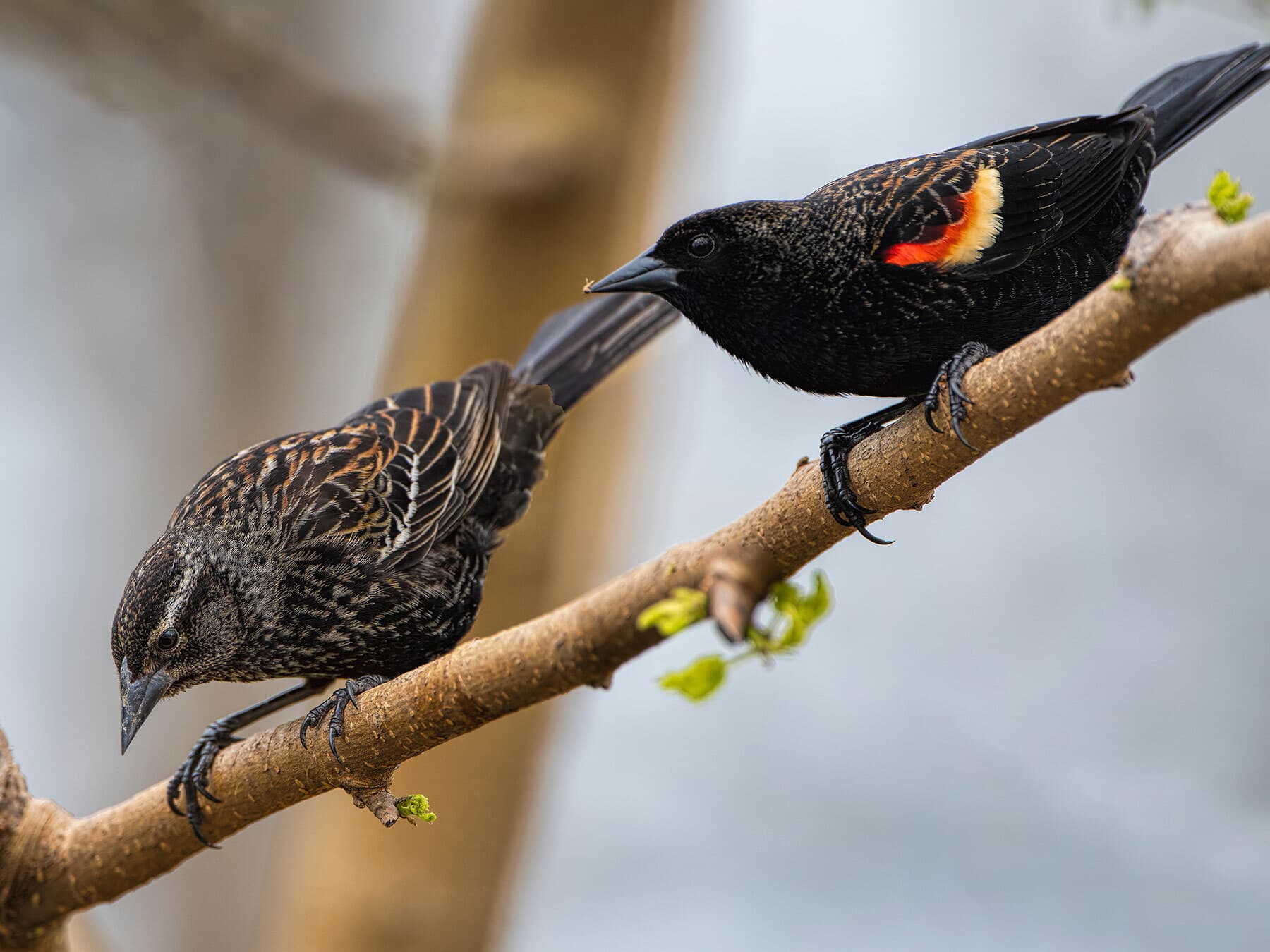 Female and male red winged blackbirds