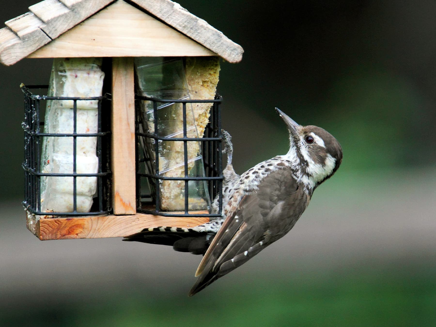 Female Arizona Woodpecker feeding on suet from a garden feeder