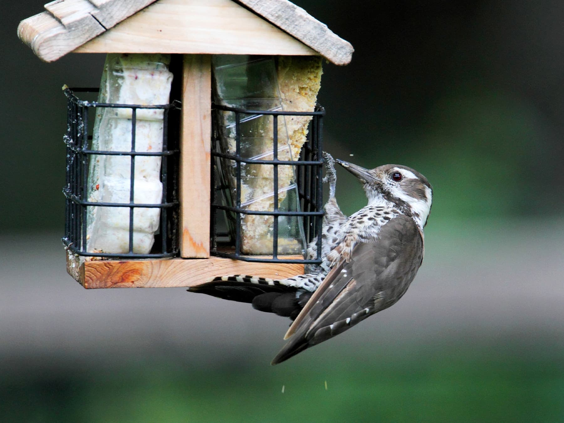 Female Arizona Woodpecker feeding on suet from a garden bird feeder