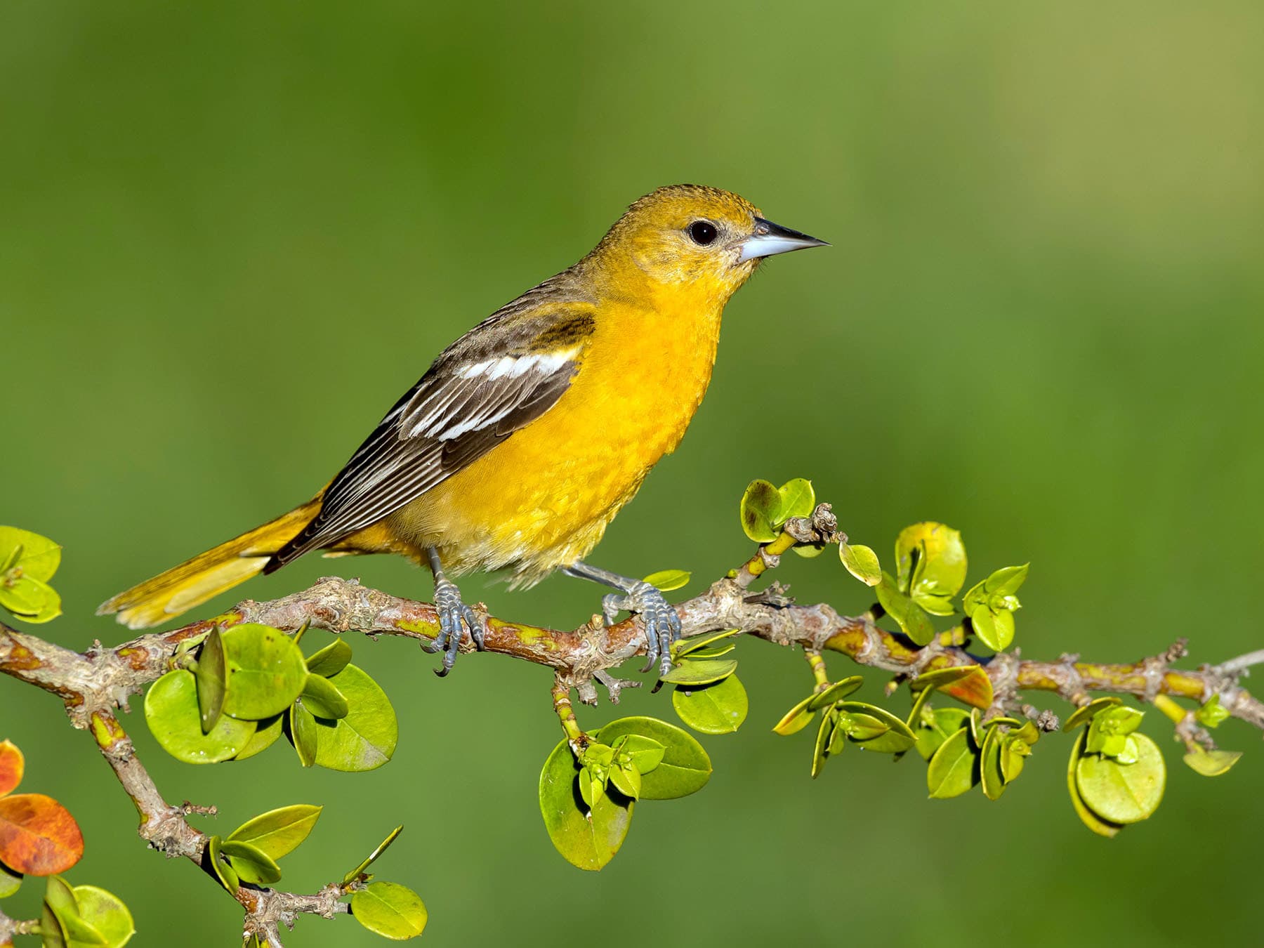 Female Baltimore Oriole