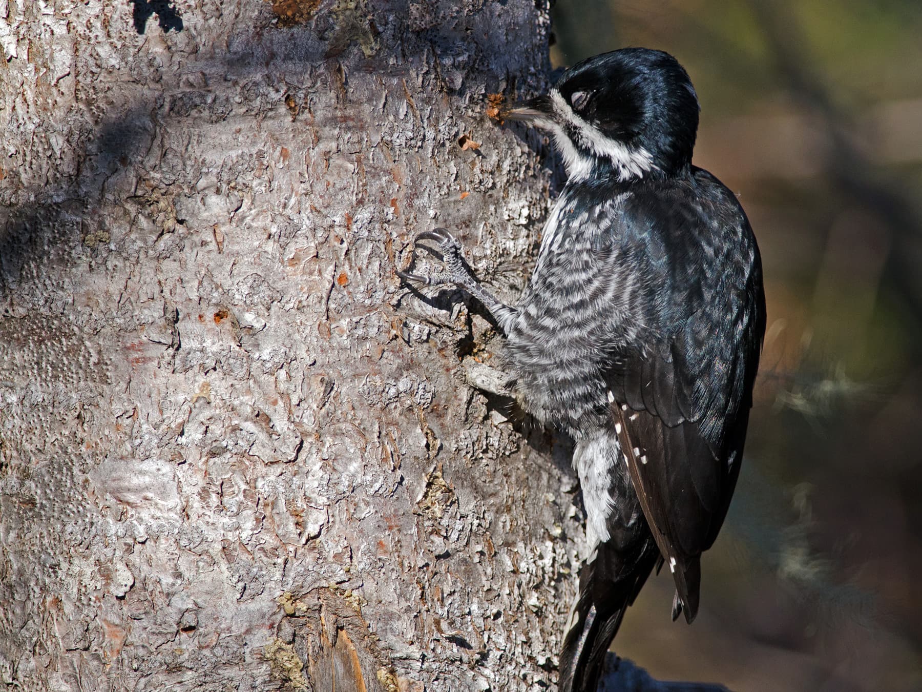 Female Black-backed Woodpecker searching for food