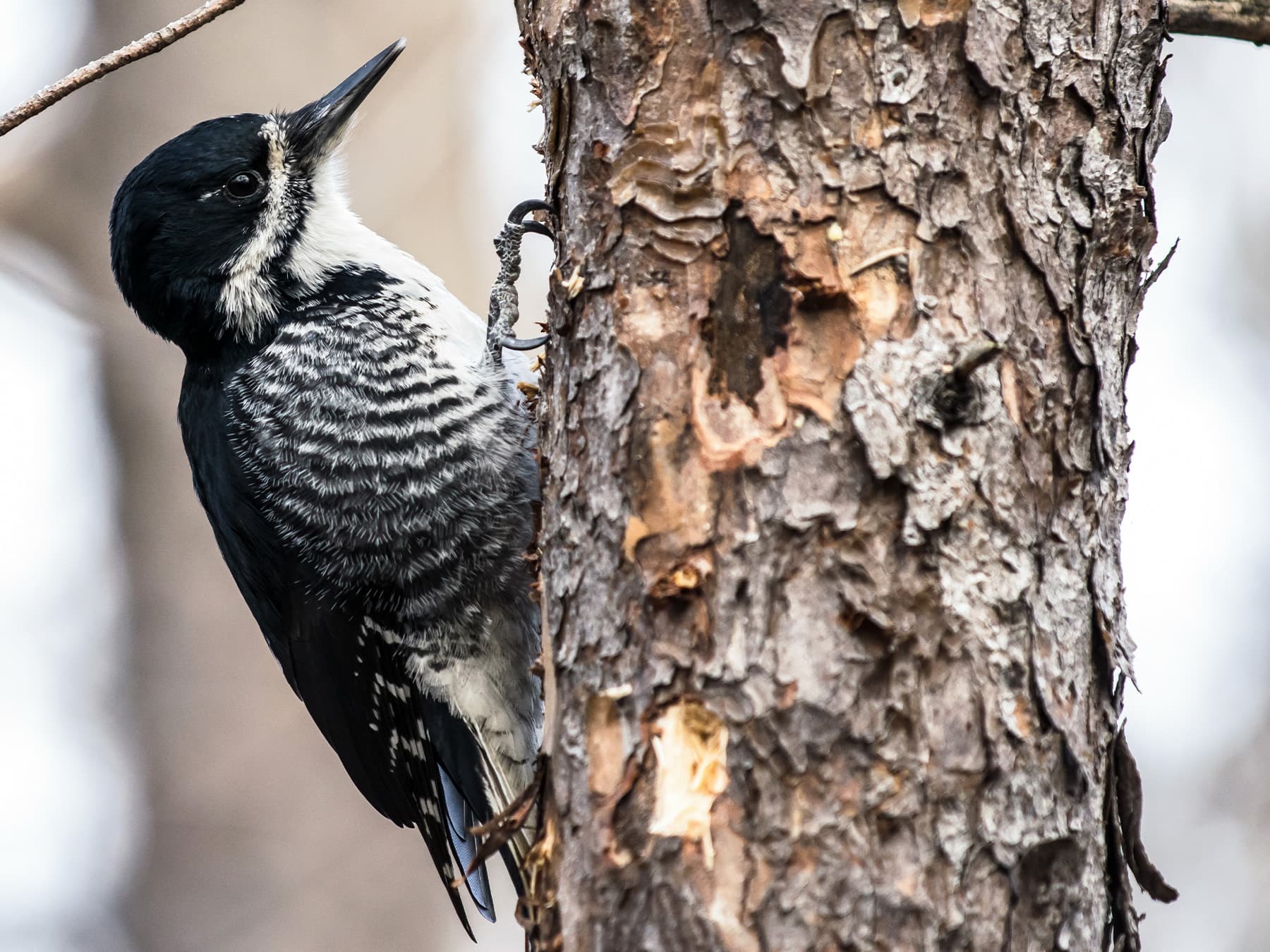 Female Black-backed Woodpecker in natural habitat