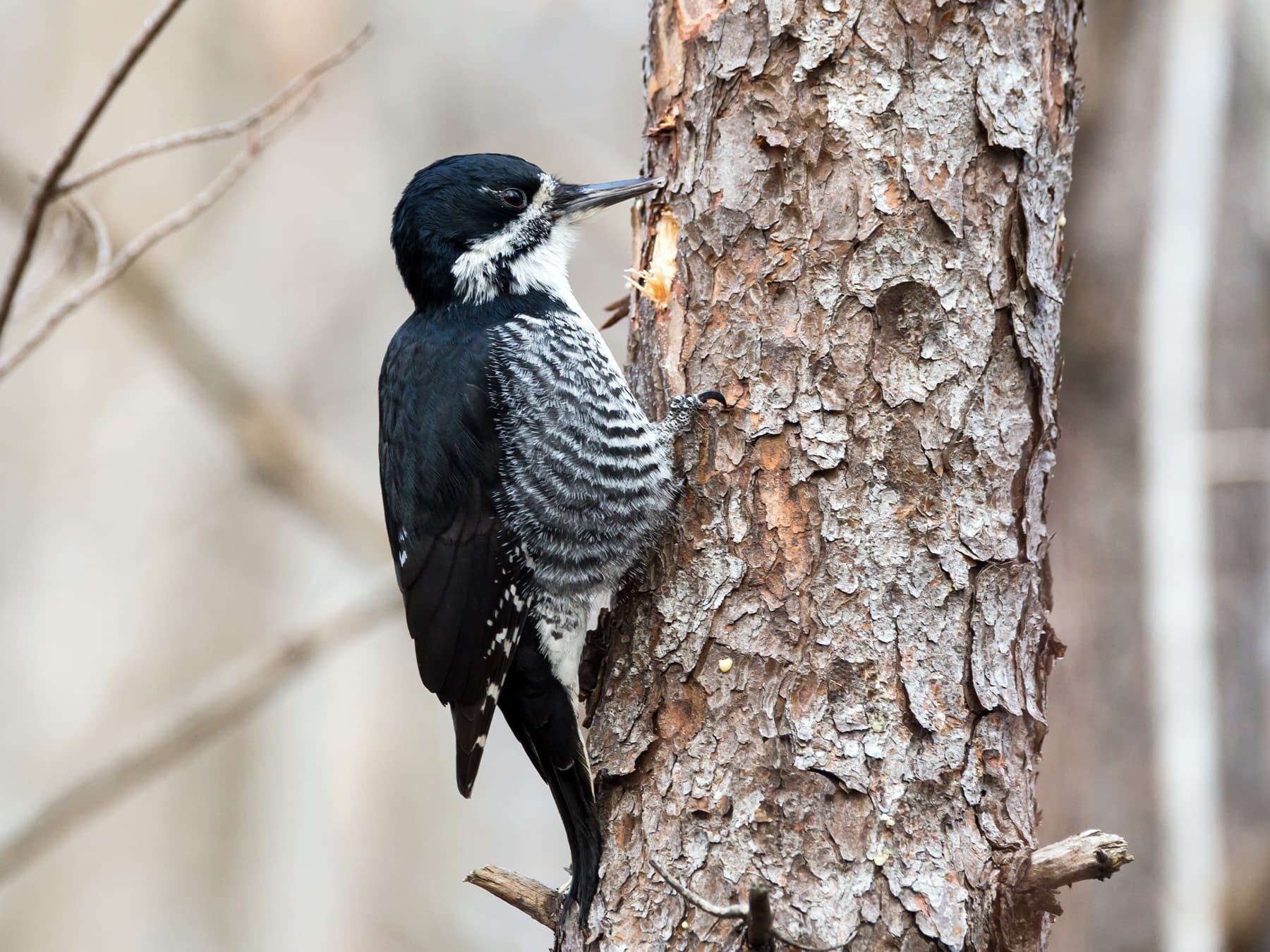 Female Black-backed Woodpecker stripping the bark off a tree in pursuit of insects