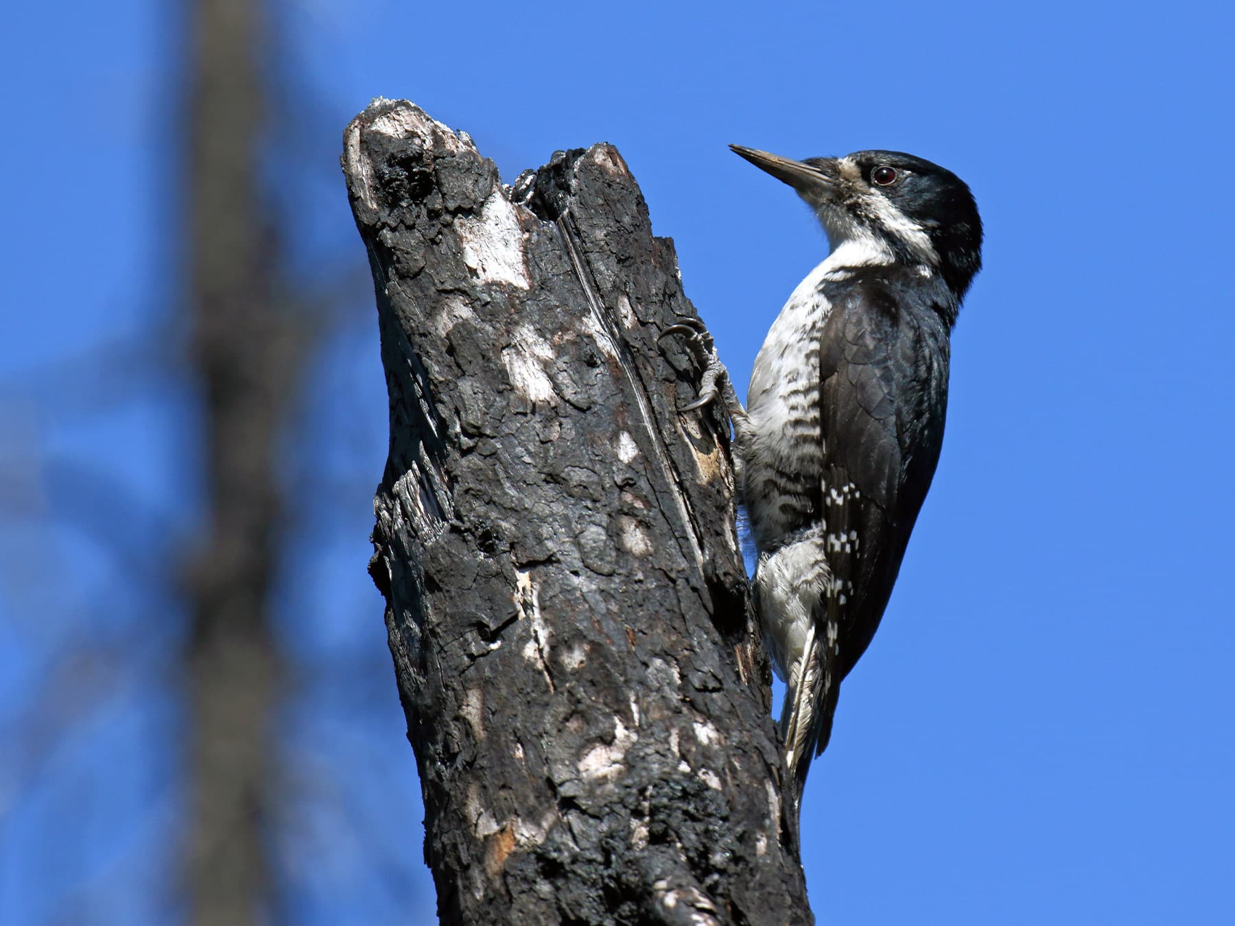 Black-backed Woodpecker Male