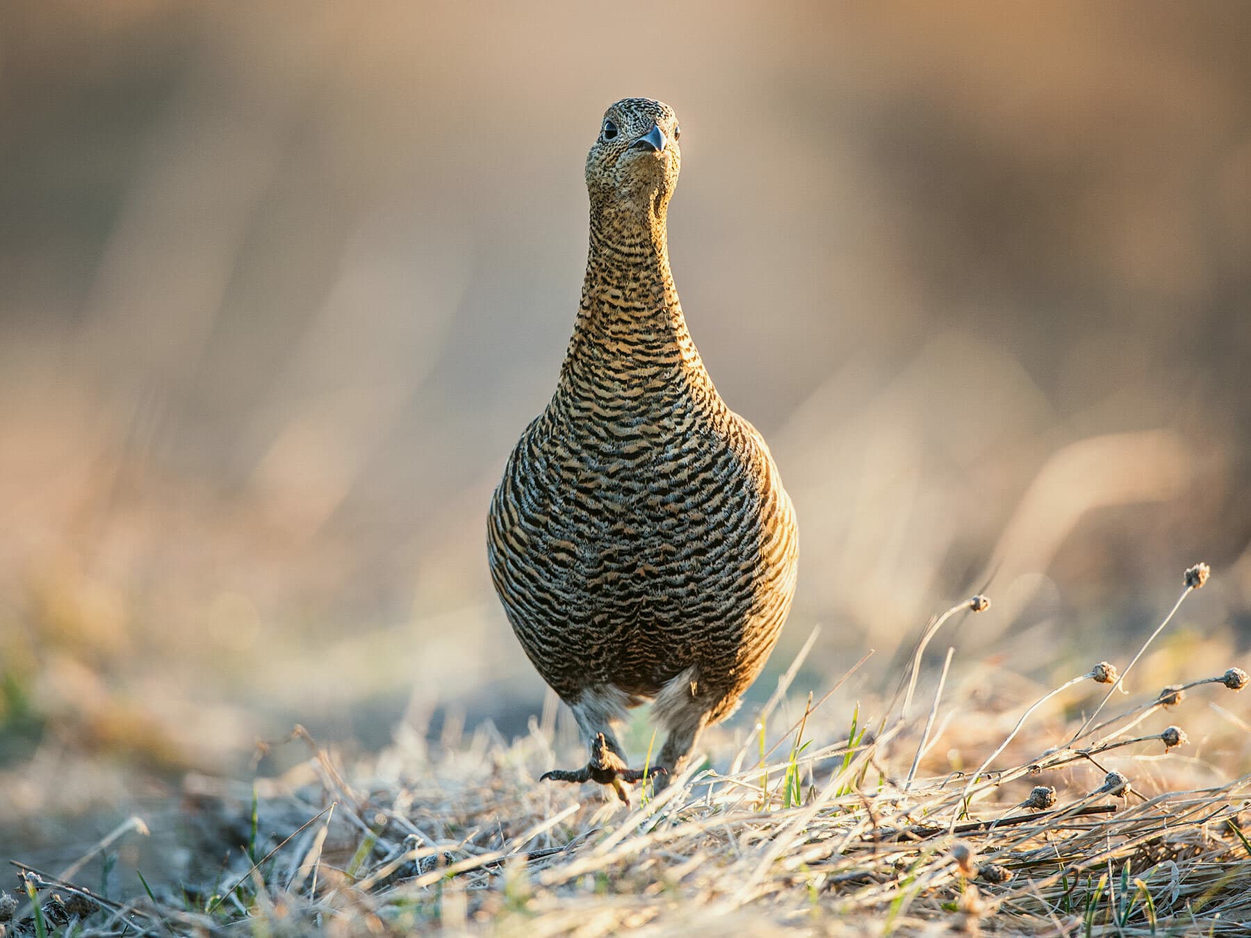 Female Black Grouse