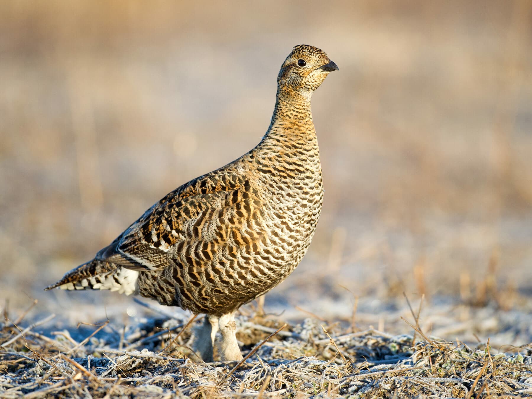 Female Black Grouse
