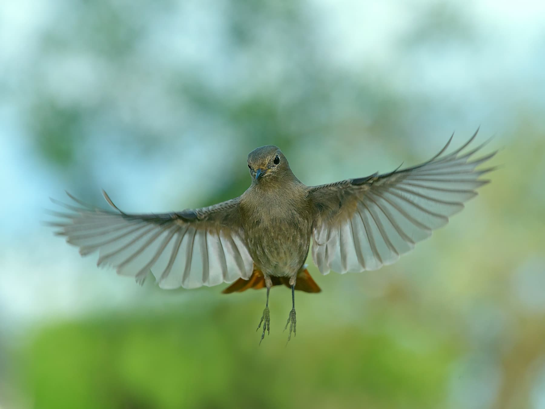 Female Black Redstart in-flight