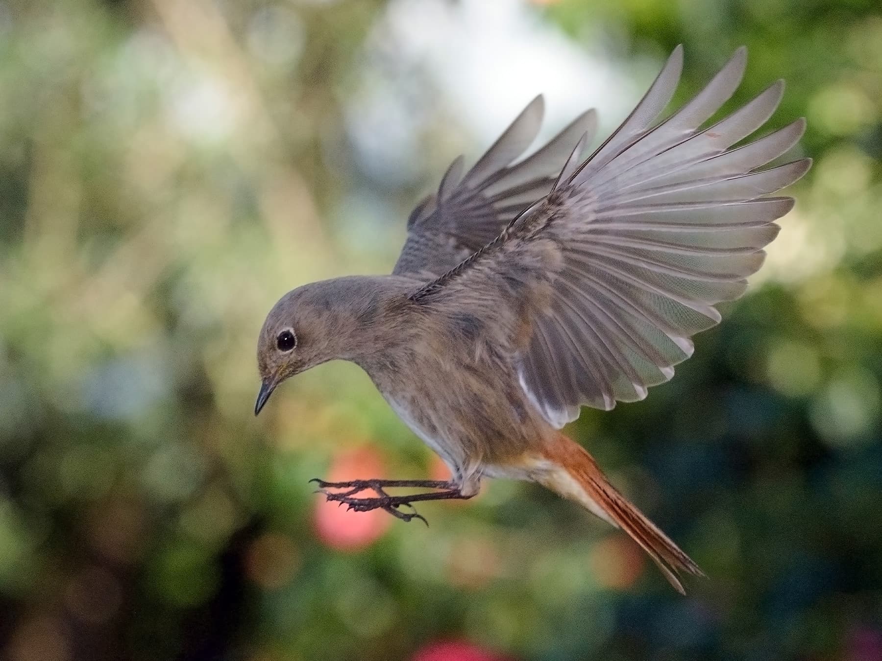 Female Black Redstart preparing to land