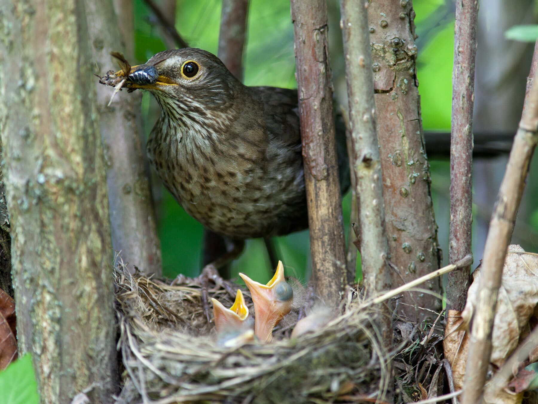 Female blackbird feeding chicks