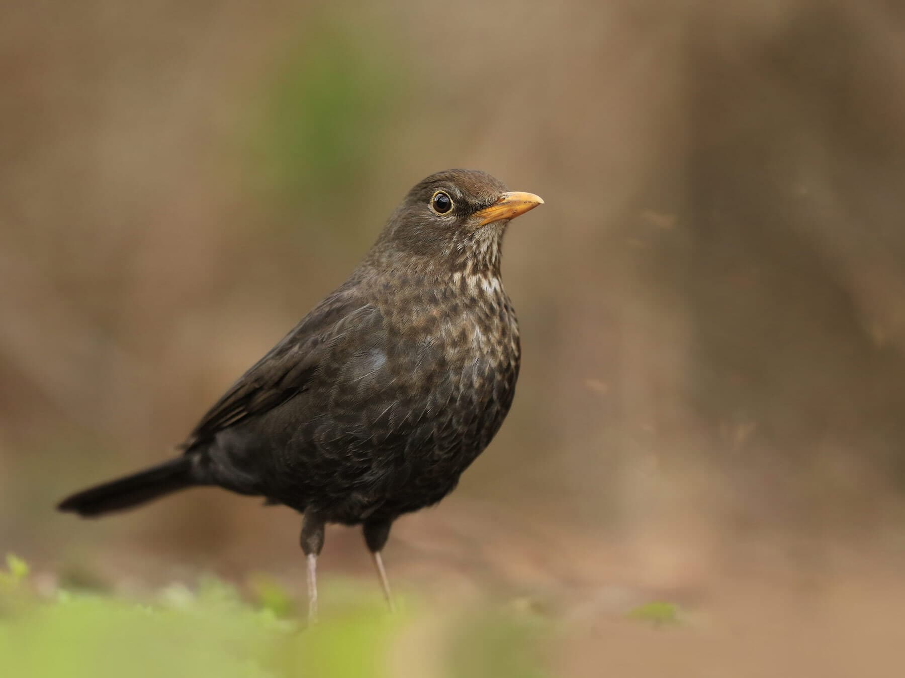 Female blackbird uk