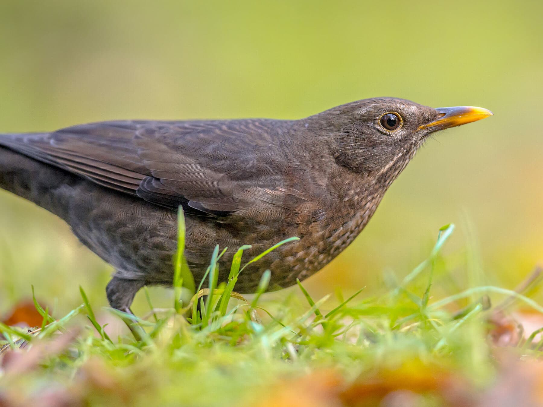 Female Blackbird