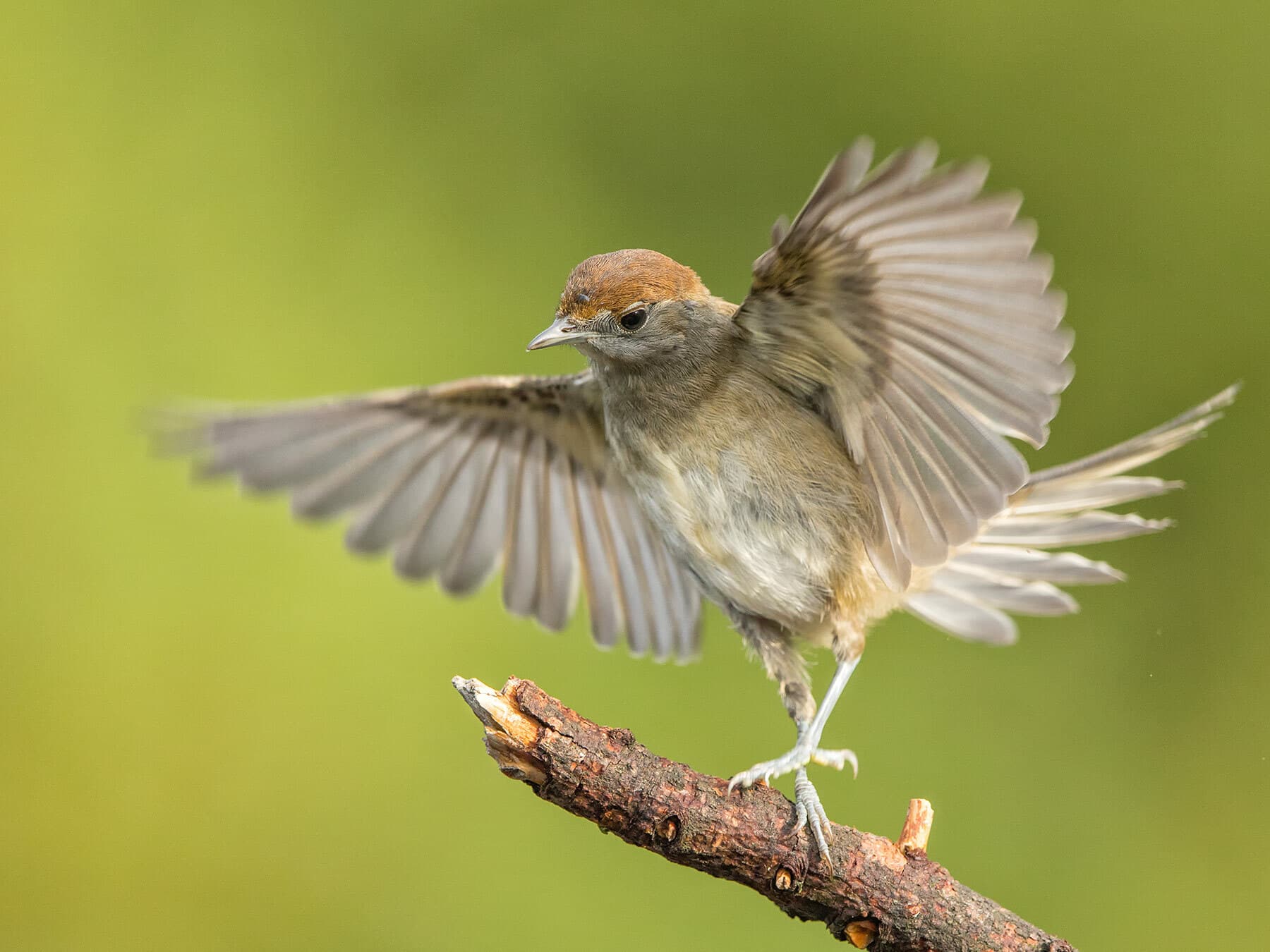Female Blackcap exposing her wings