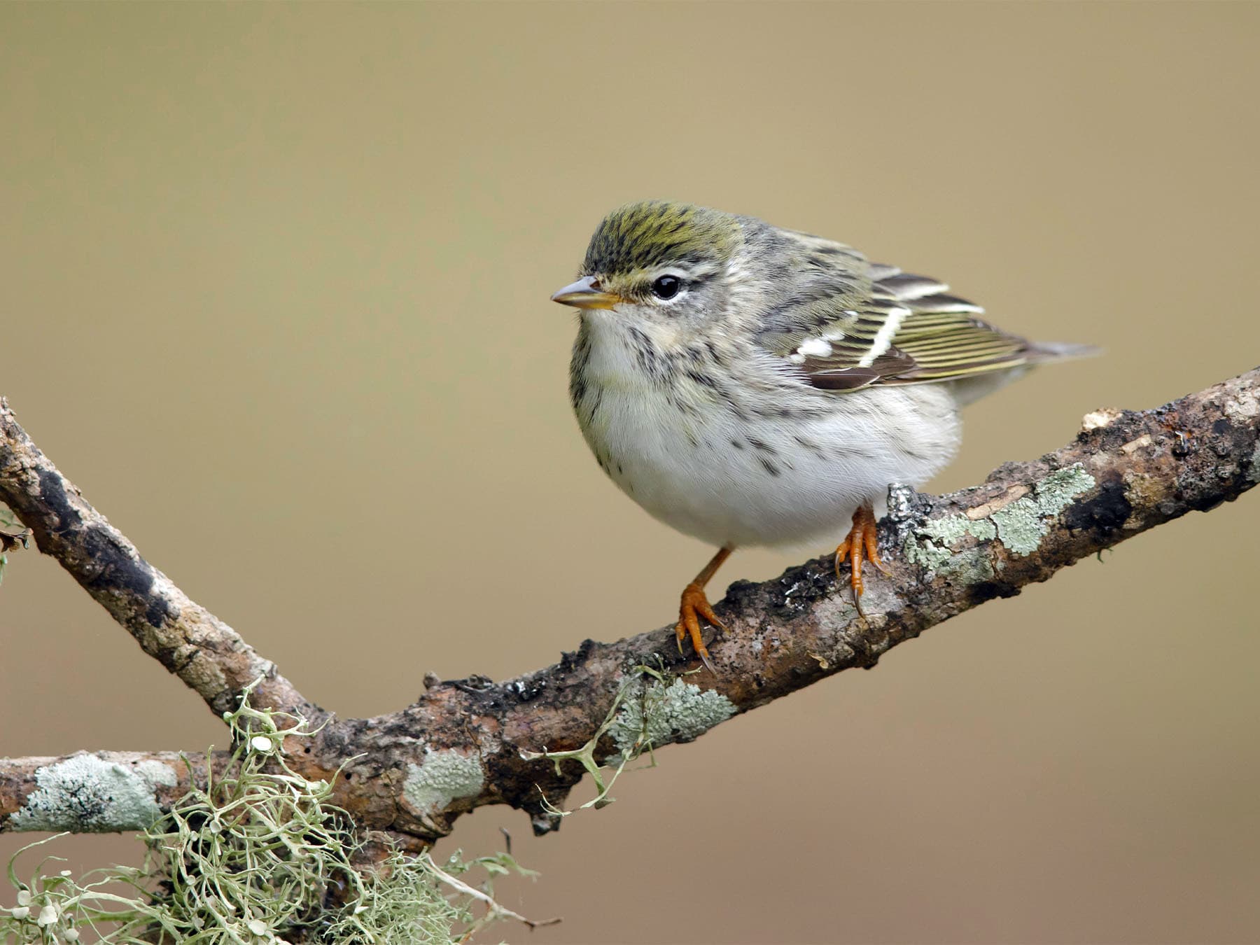 Female or Immature Blackpoll Warbler perching on a branch