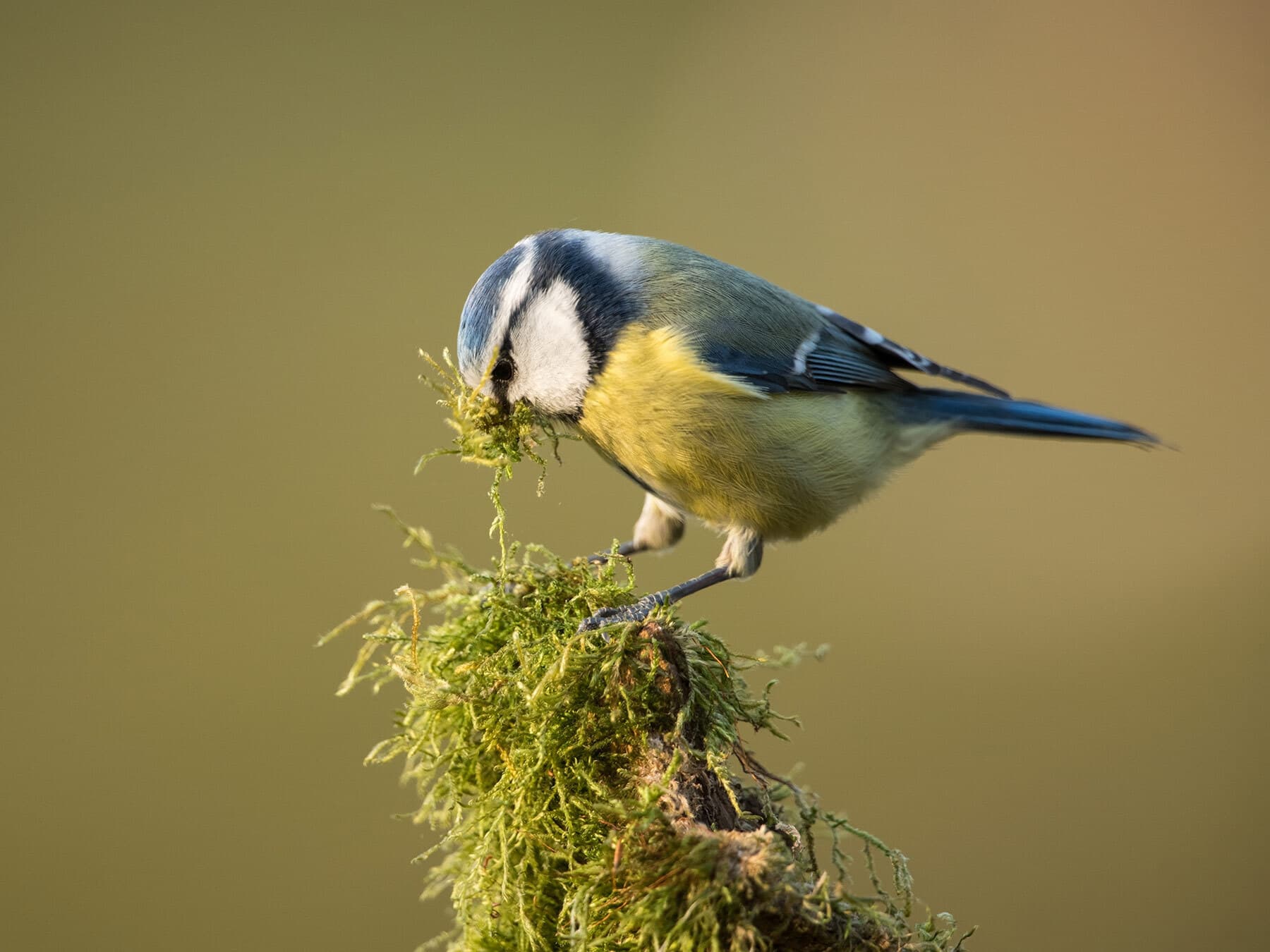 Female blue tit