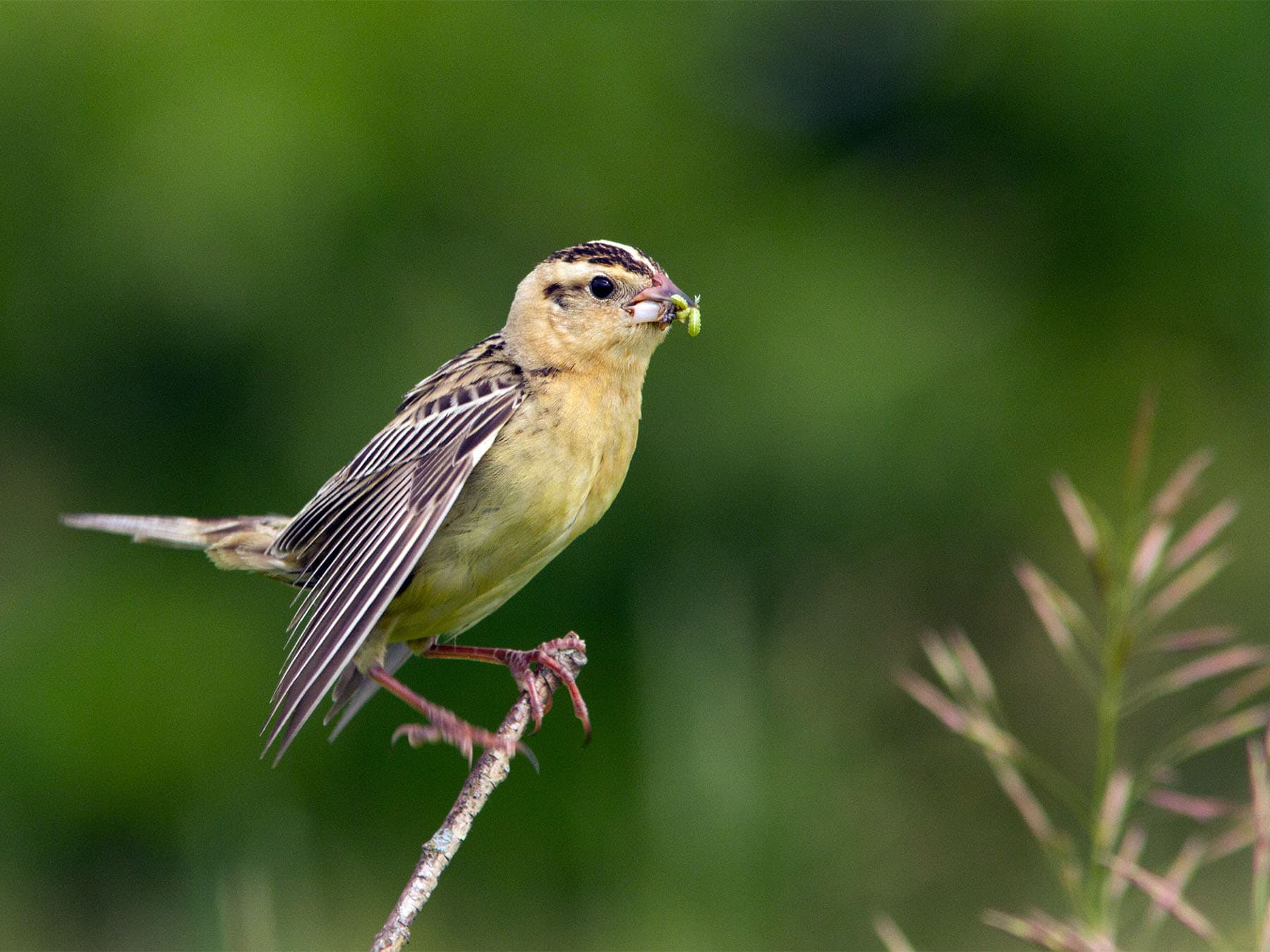 Female Bobolink feeding