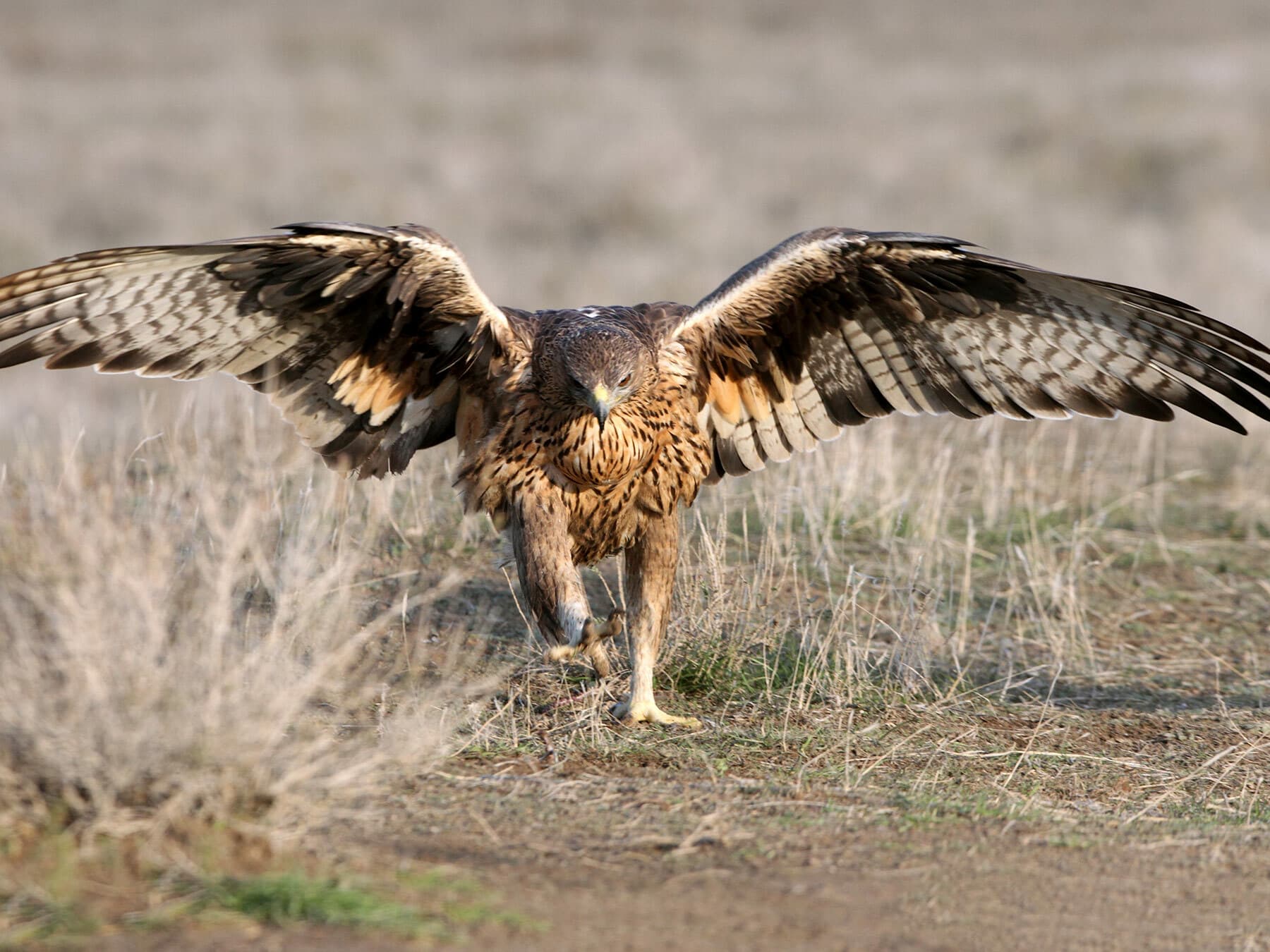A female Bonelli’s Eagle