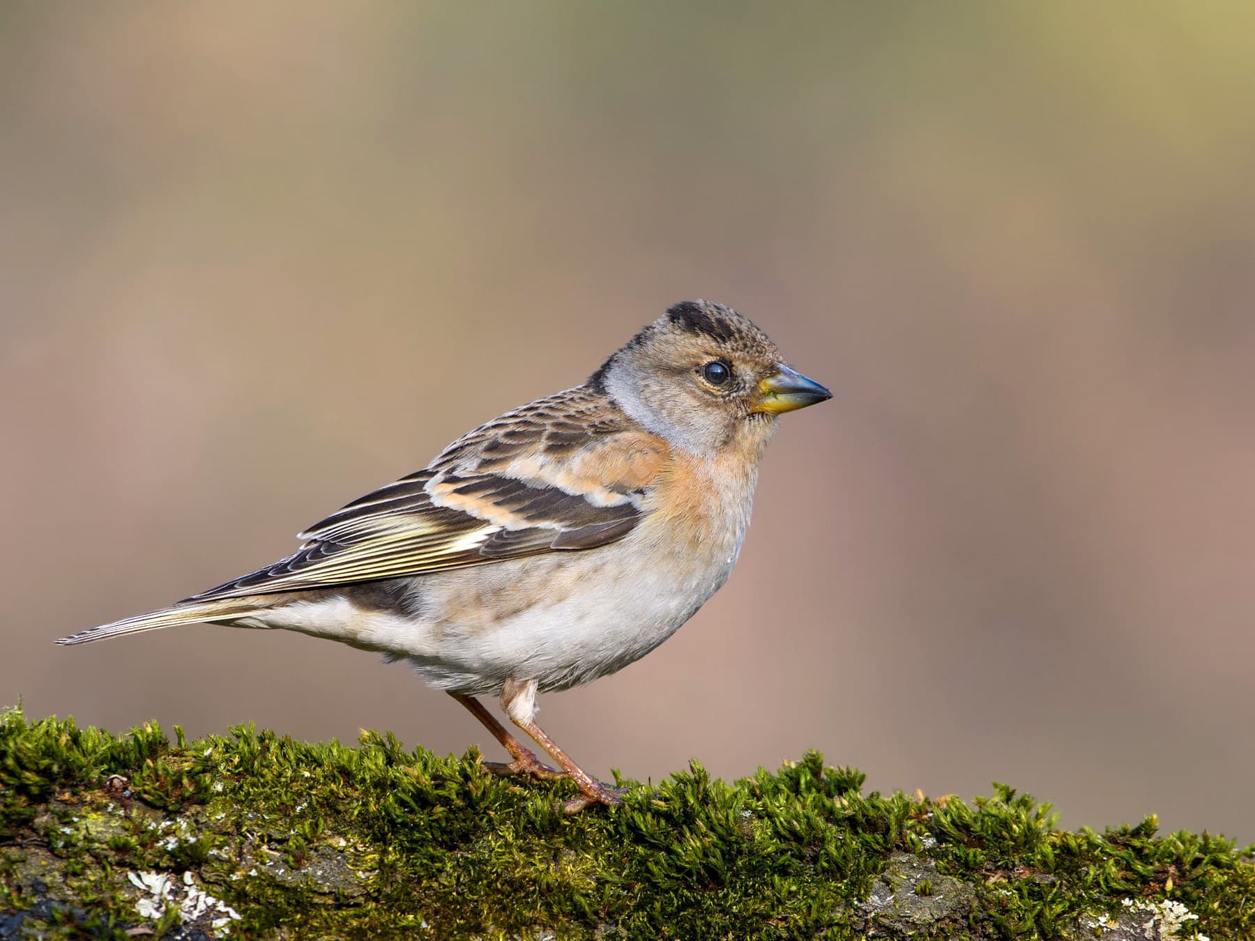 Female brambling perched