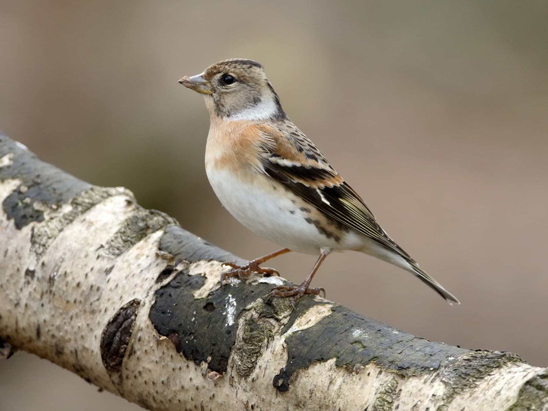 Female Brambling