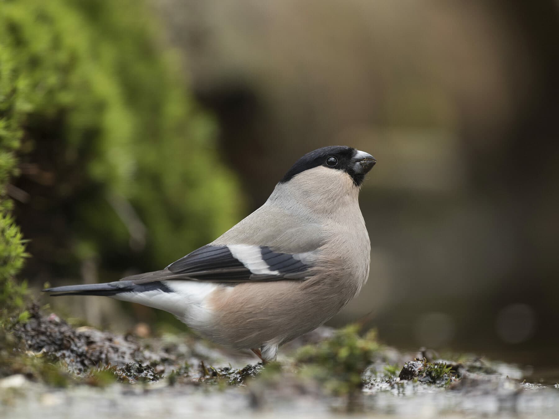 Female Bullfinch