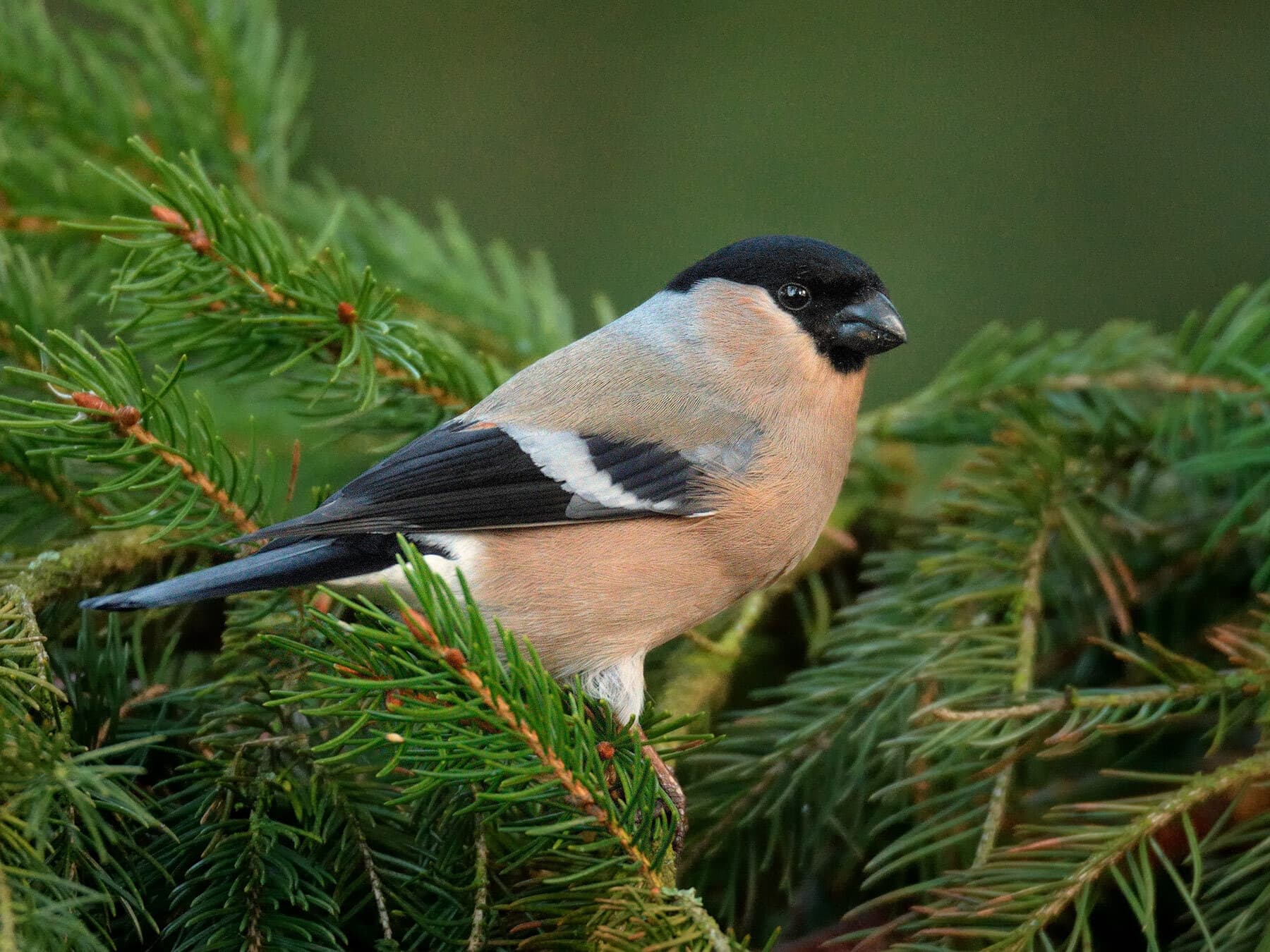 Female bullfinch