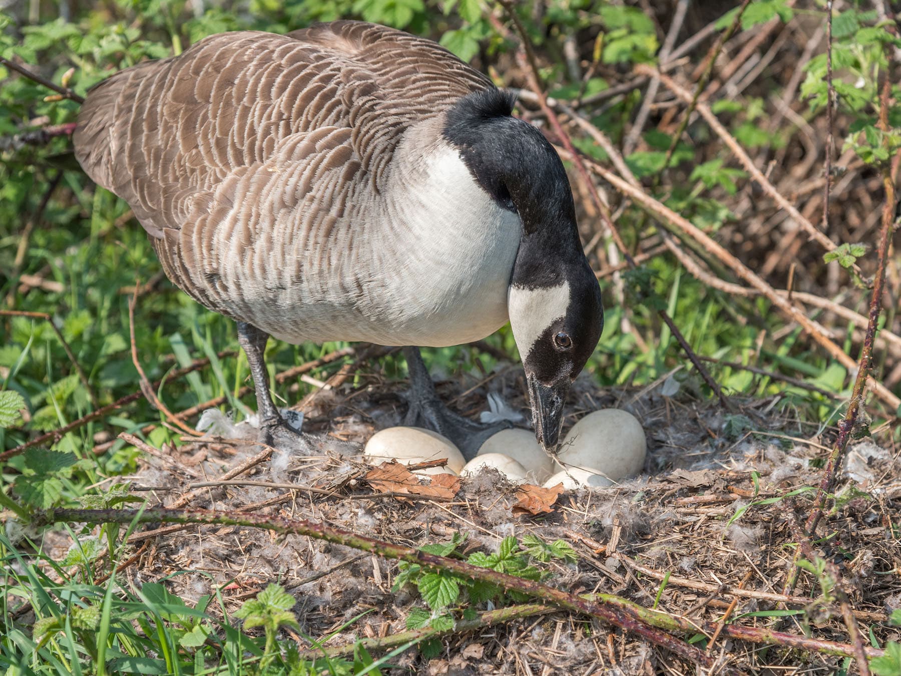 Female canada goose looking after her eggs