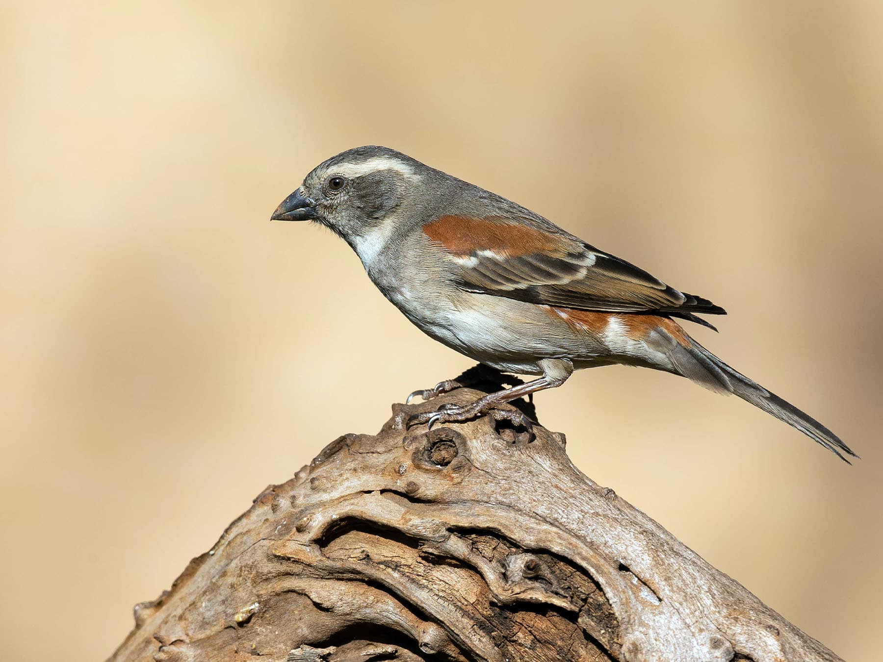 Female Cape Sparrow