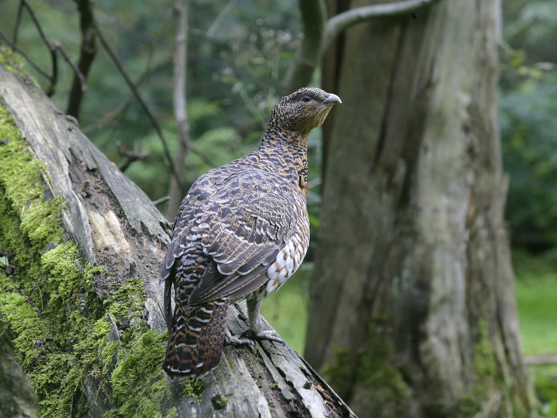 Female Capercaillie