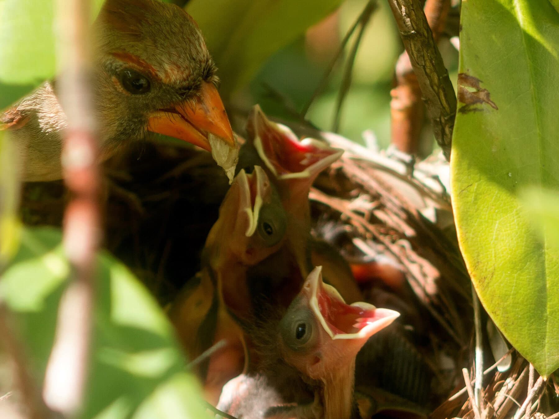 Female cardinal feeding chicks