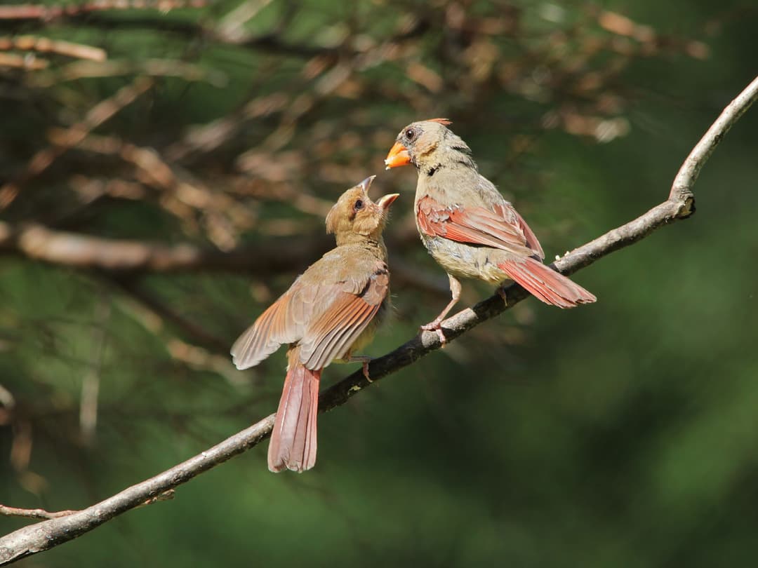 When Do Cardinals Nest? | Birdfact