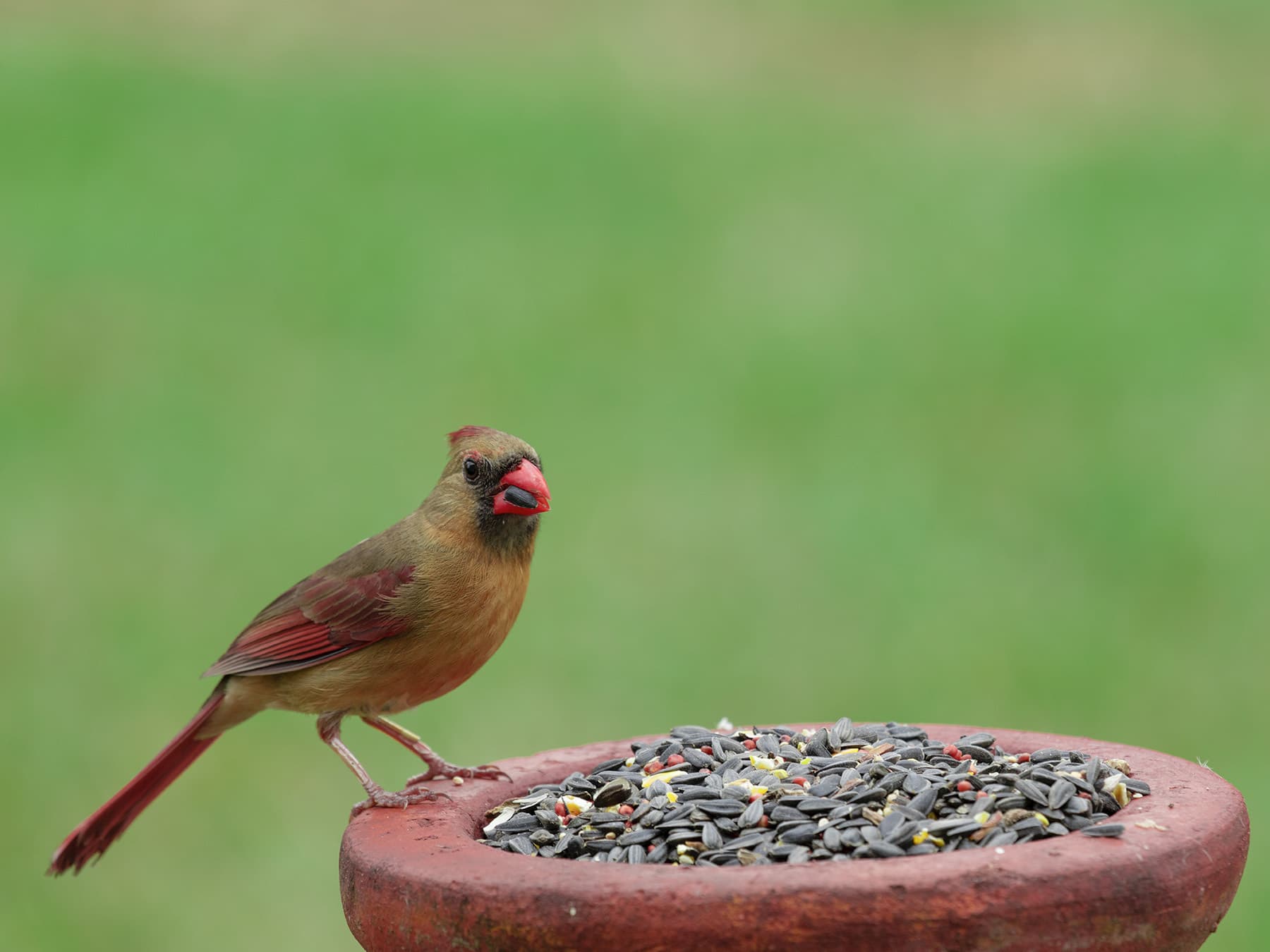 Female cardinal florida