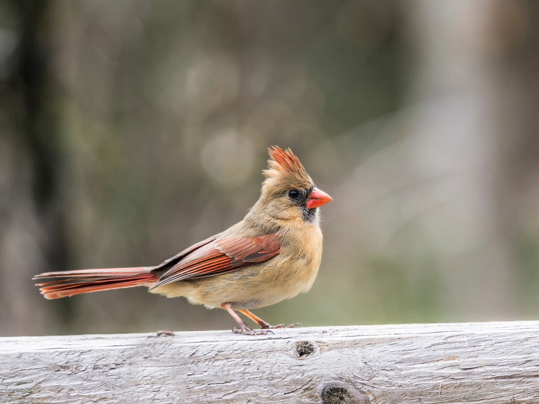 Female cardinal perched