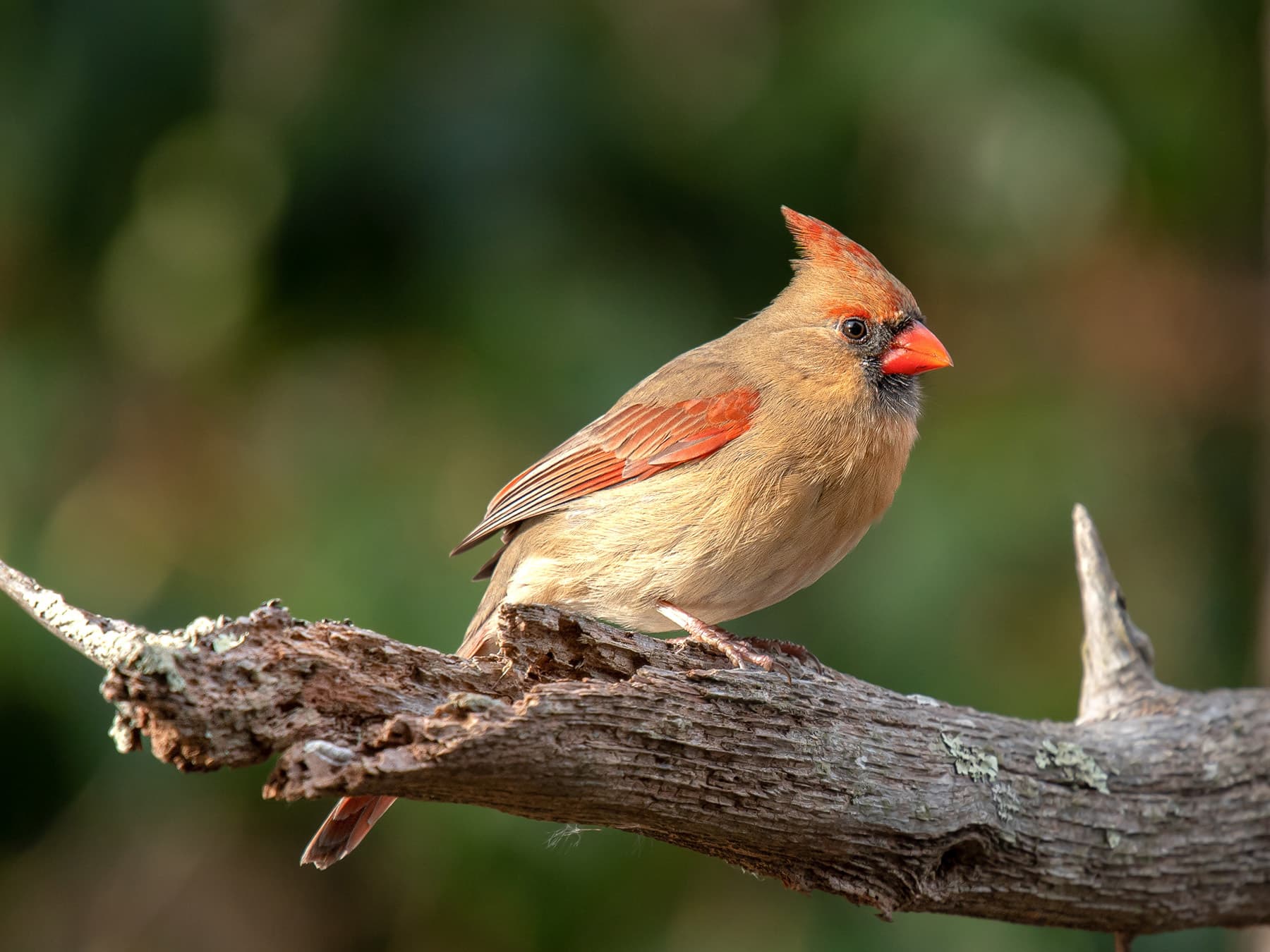 Female cardinal perched