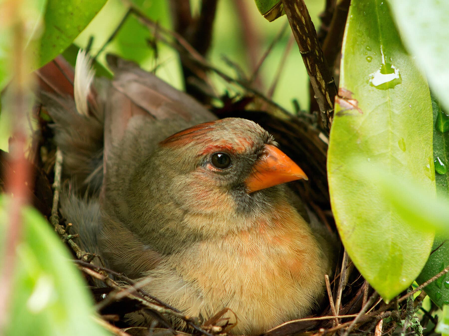 Female cardinal sat on nest