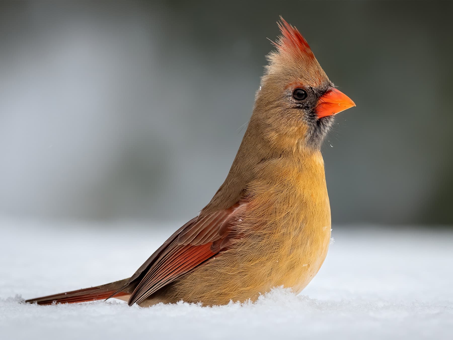 Female cardinal snow