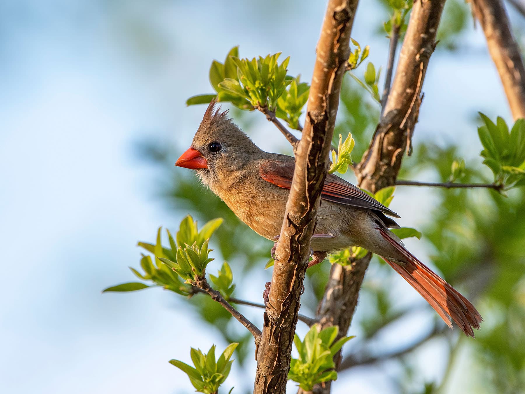 Female cardinal symbolism