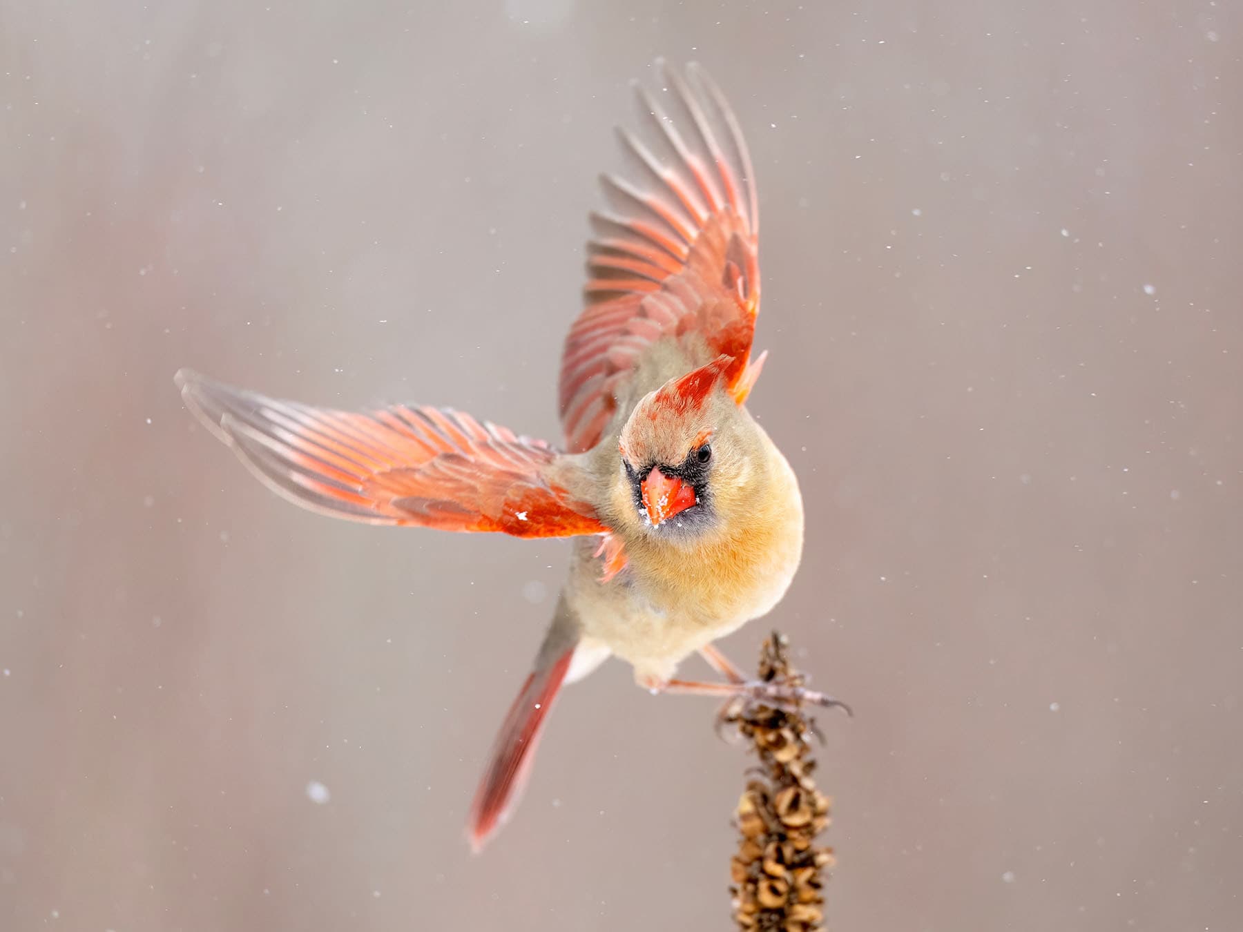Female Cardinal taking off in the snow