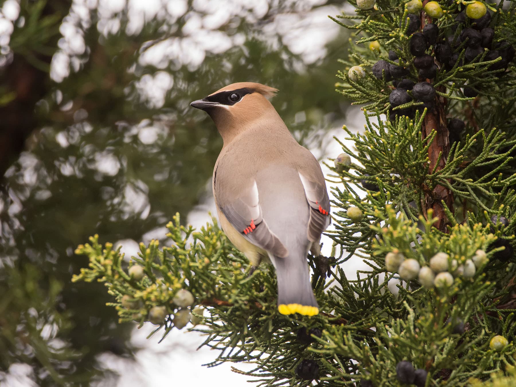 Female cedar waxwing feeding