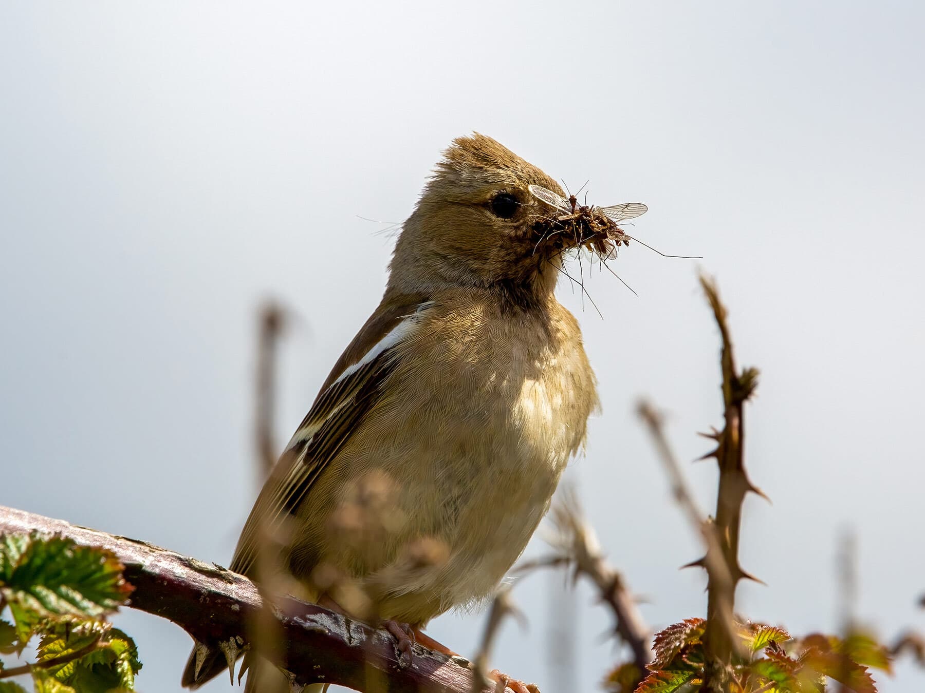 Female chaffinch eating insects