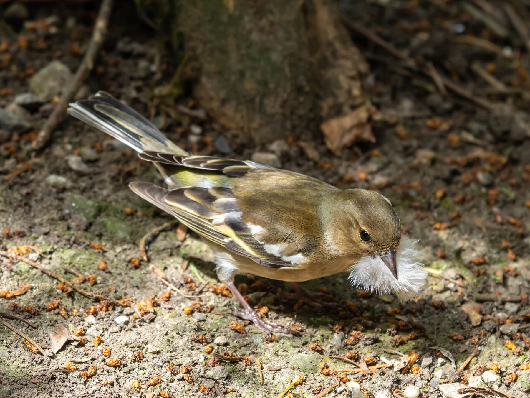 Female chaffinch nesting