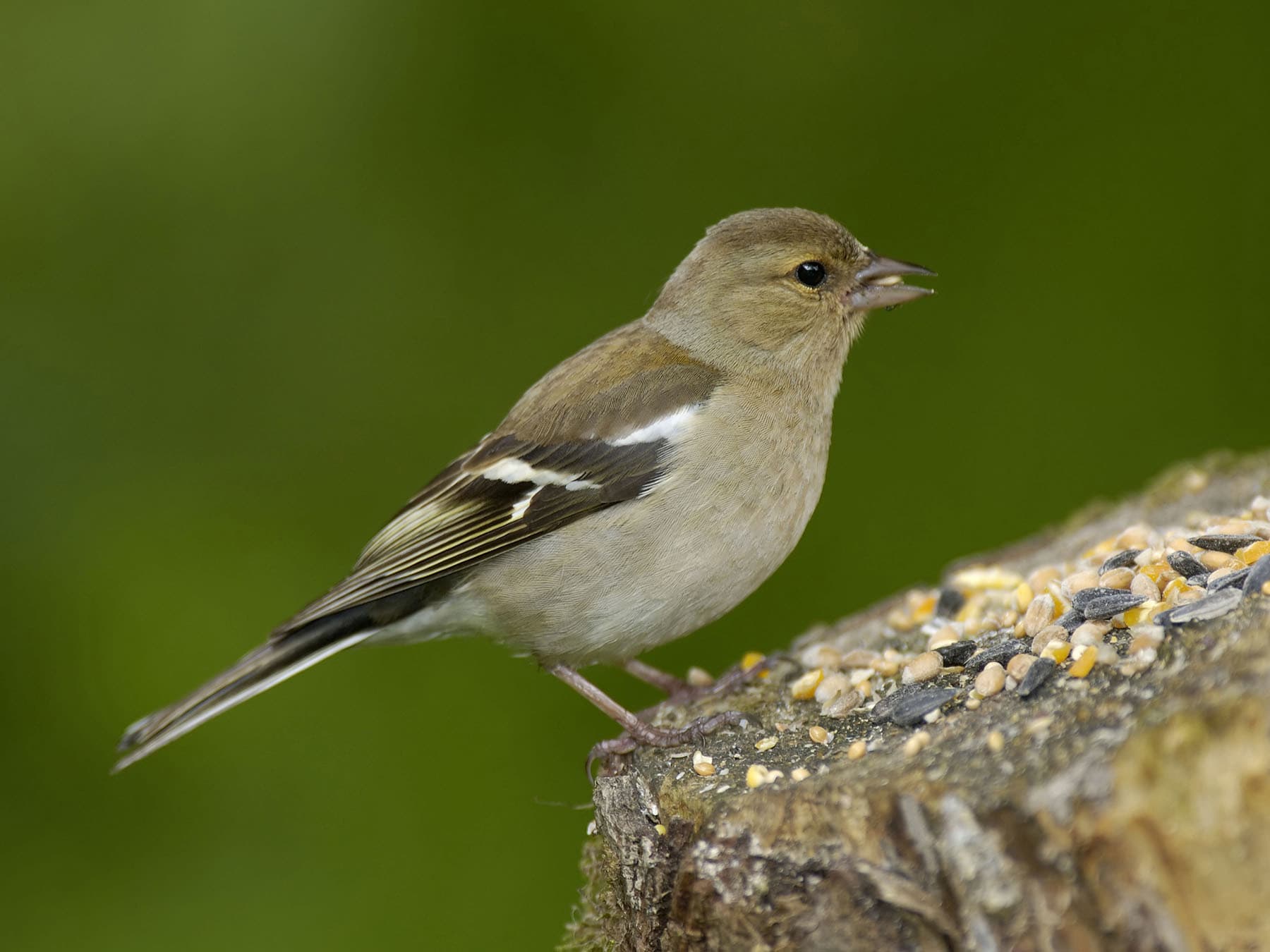 Female Chaffinch feeding on seeds