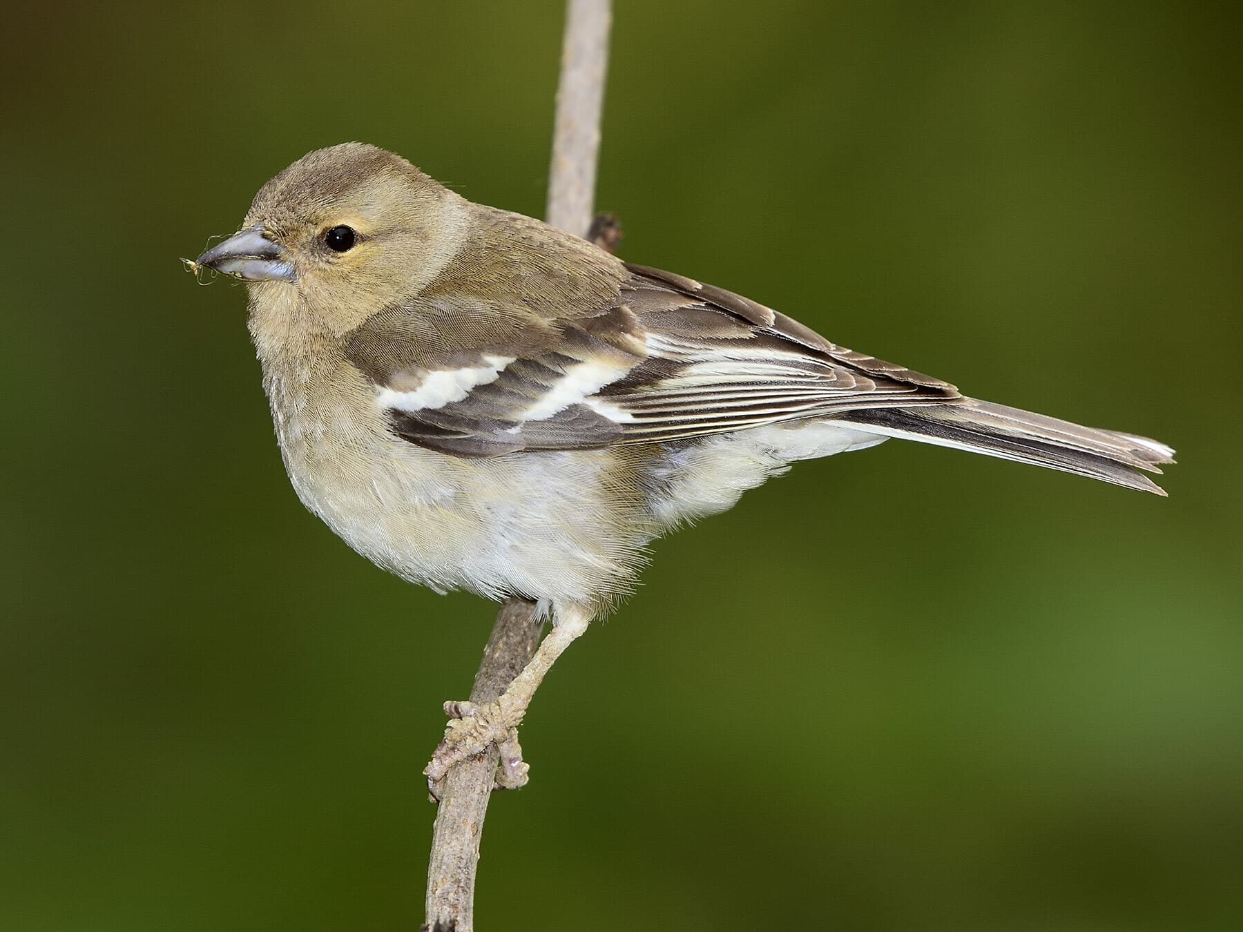 Female Chaffinch
