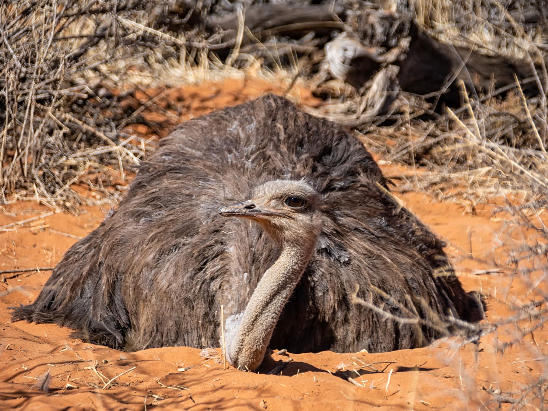 Female Common Ostrich sitting on her nest