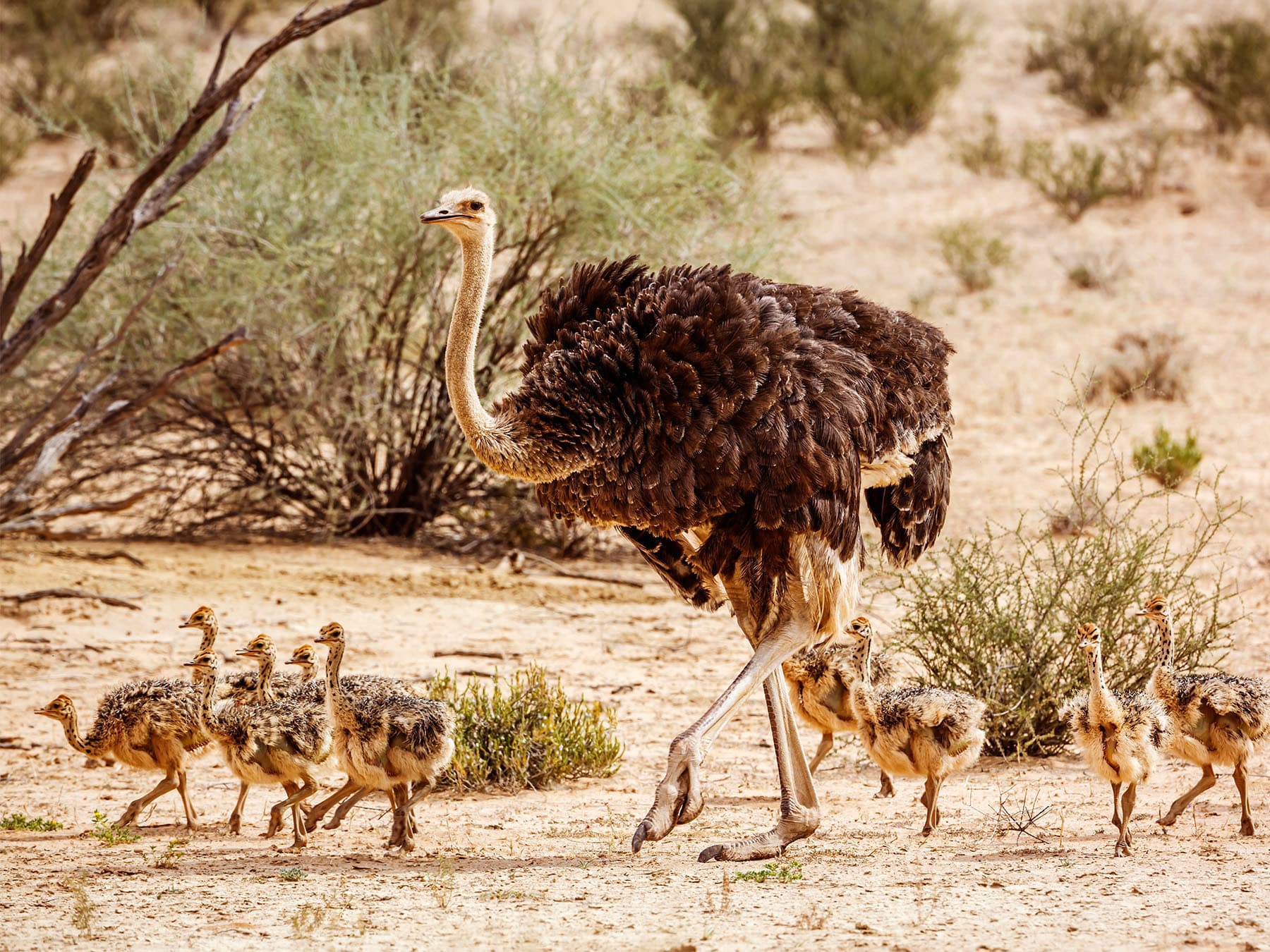 Female Common Ostrich with chicks