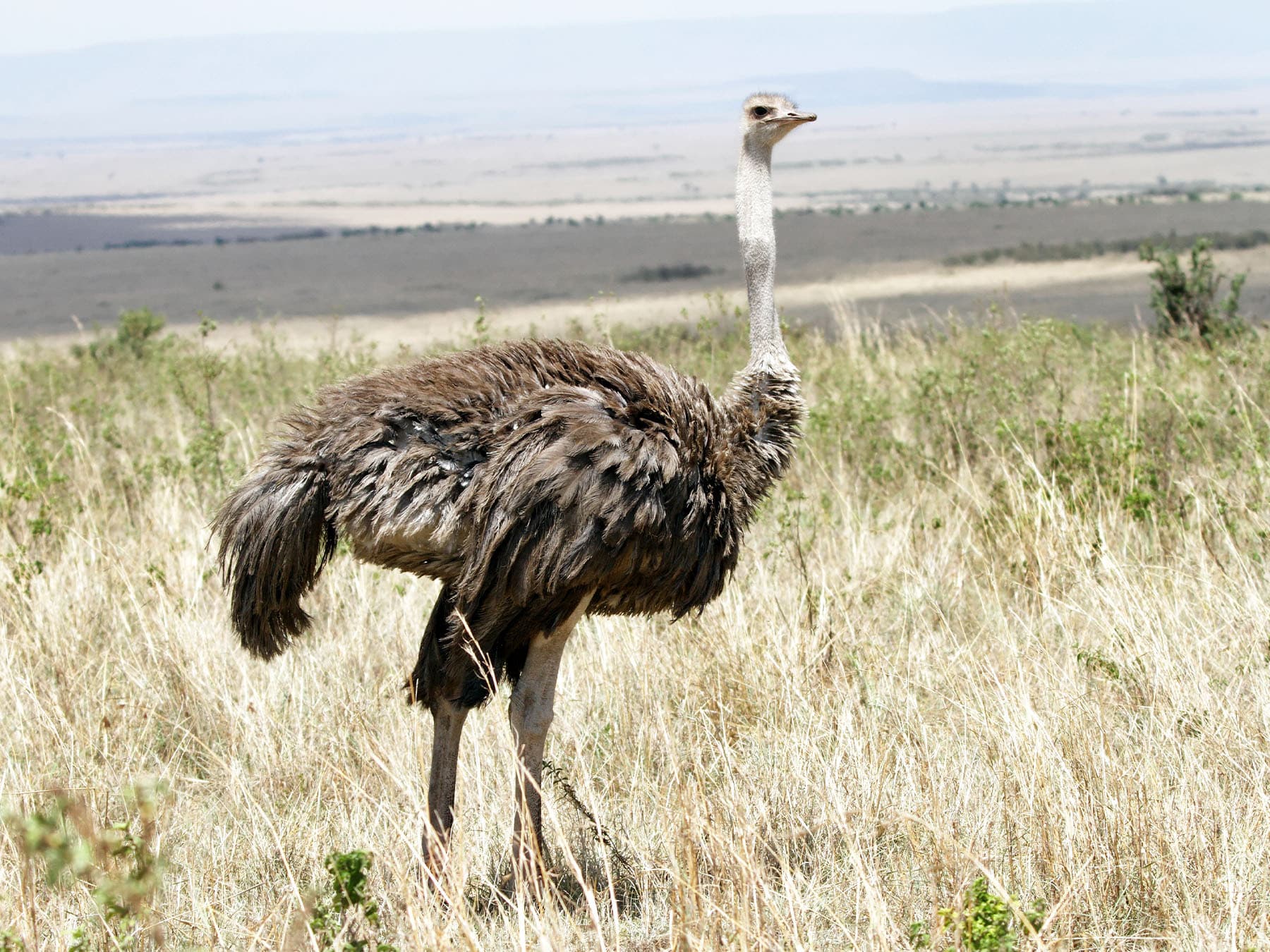 Female Common Ostrich