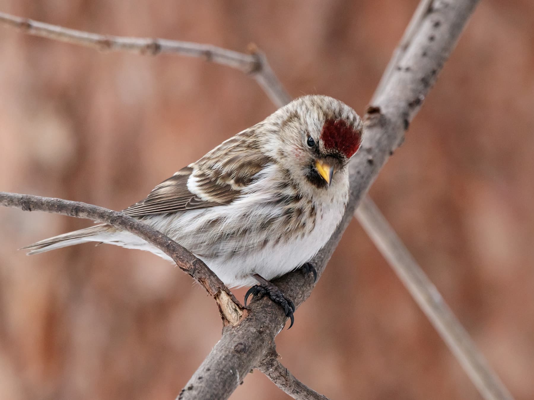 Female Common Redpoll