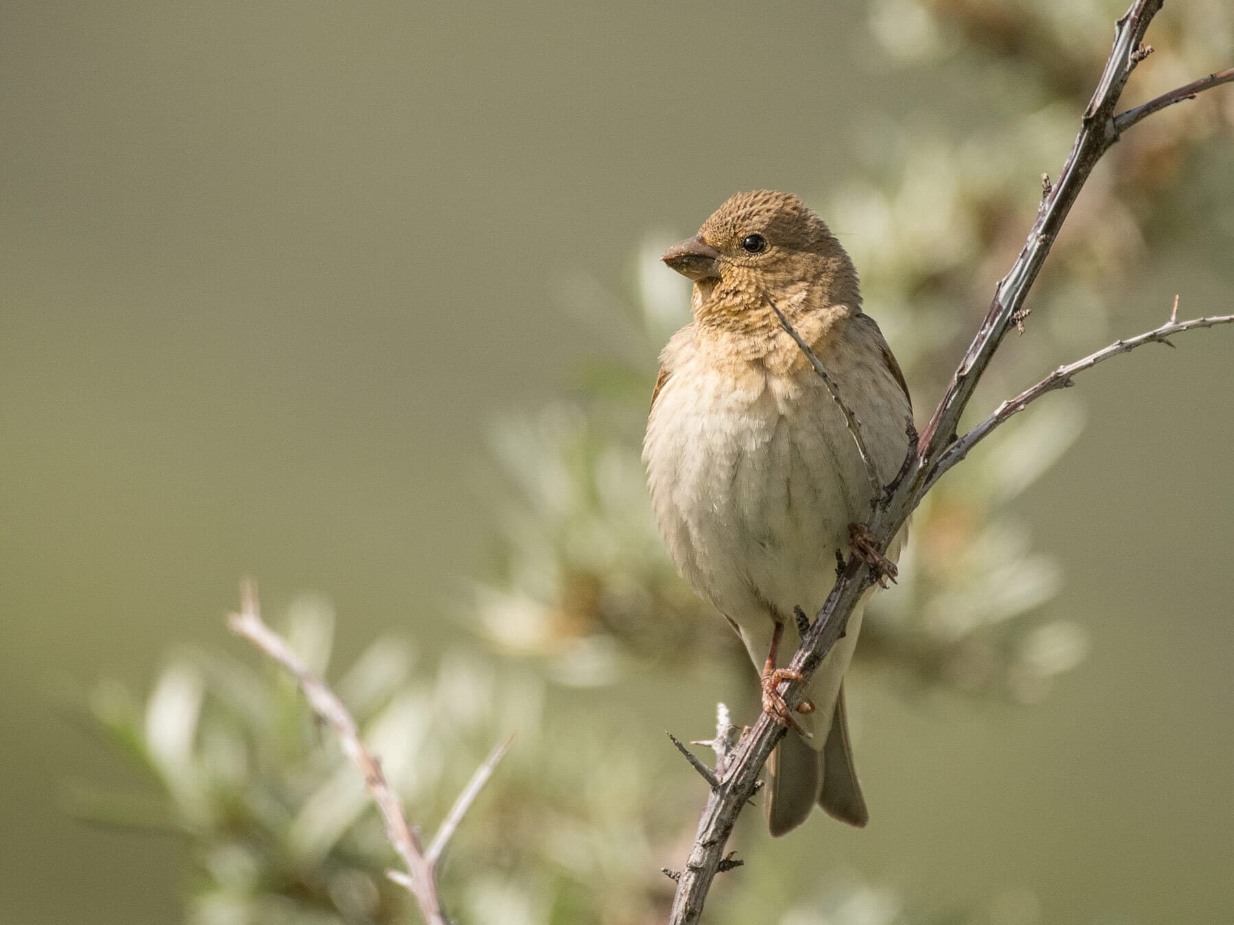 Female Rosefinch