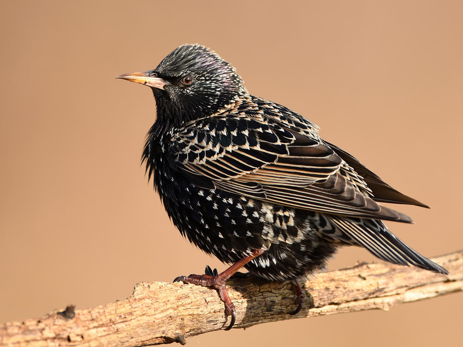 Female common starling