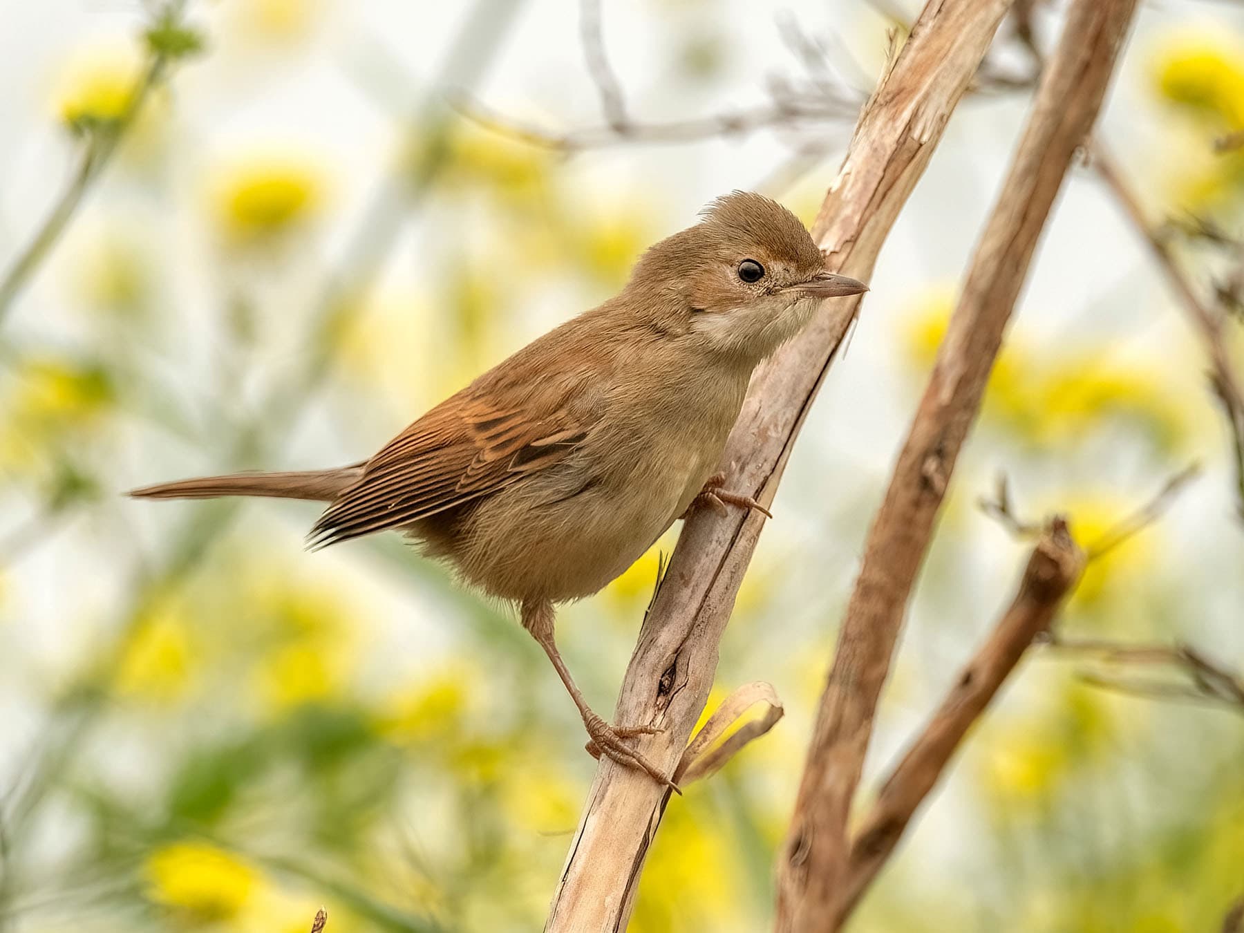Female Whitethroat