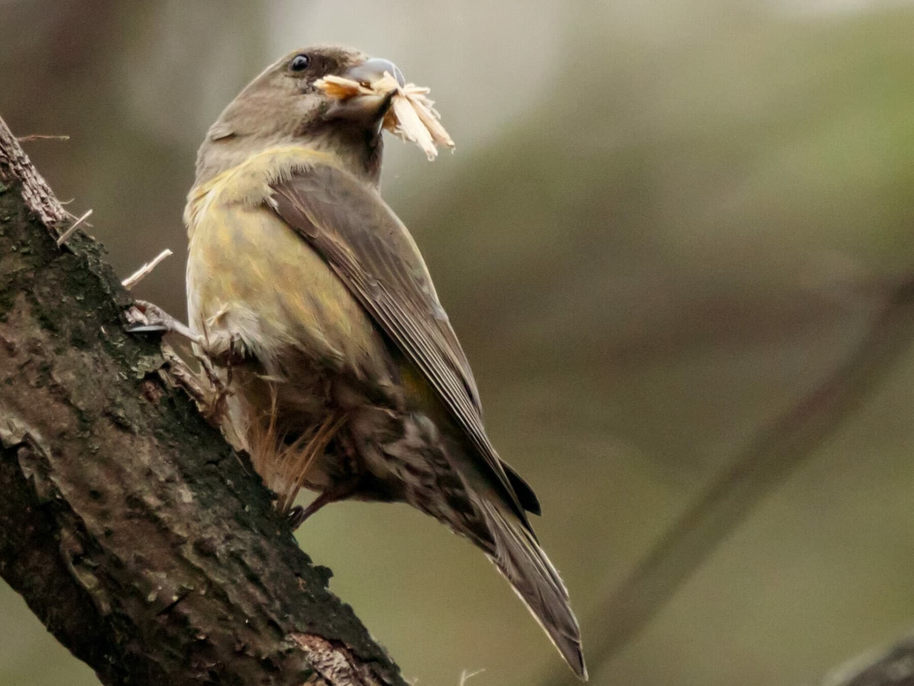 Female Crossbill gathering supplies for nest