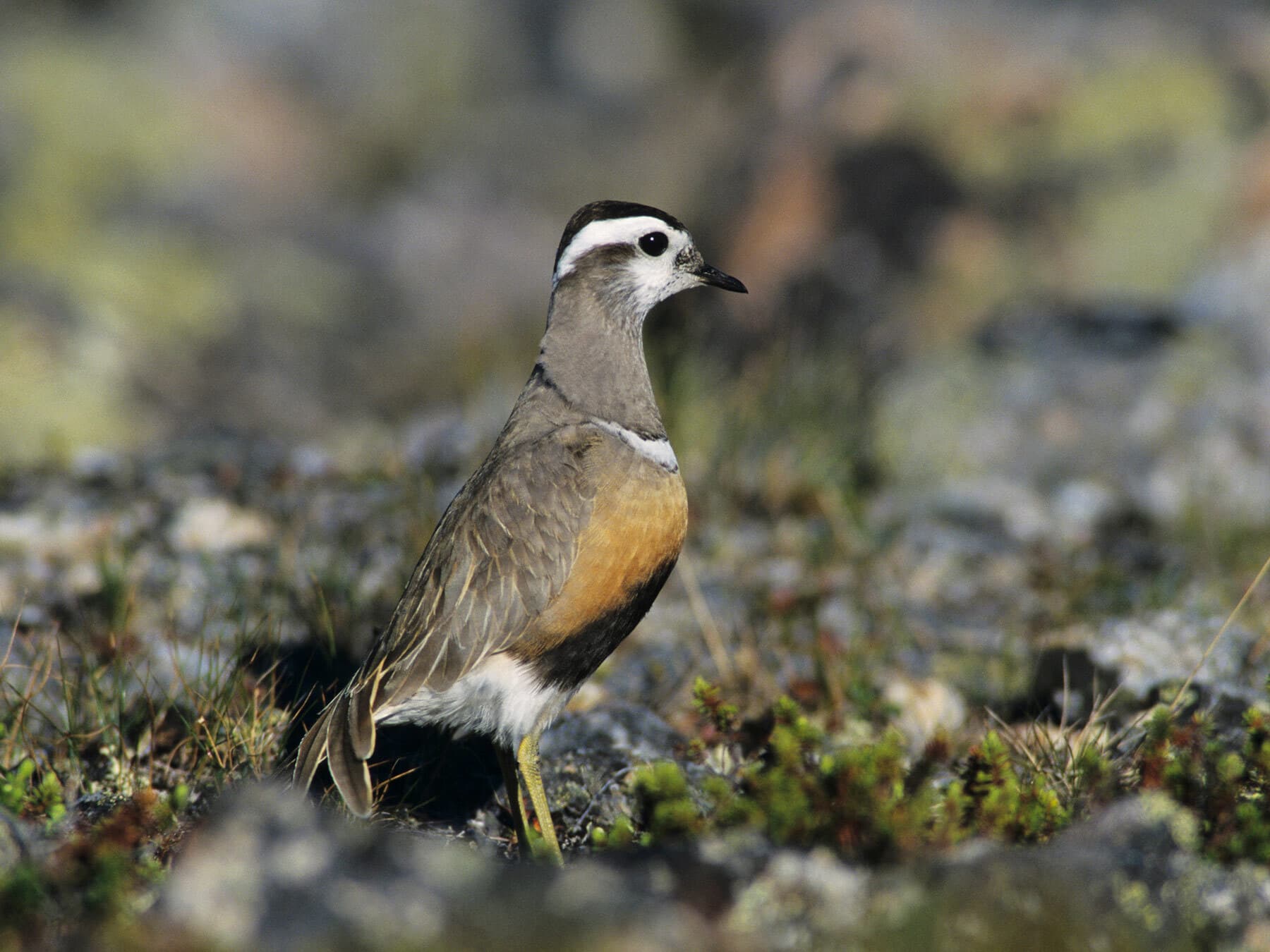 Female Dotterel
